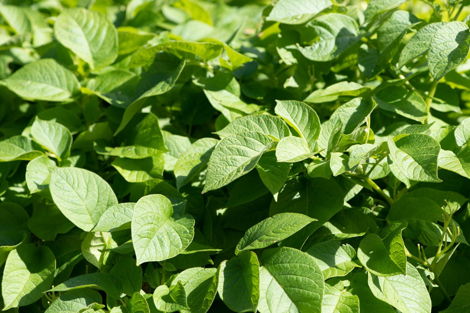 Nikon D750 sample photo. Potato plant, leaves, plant photography