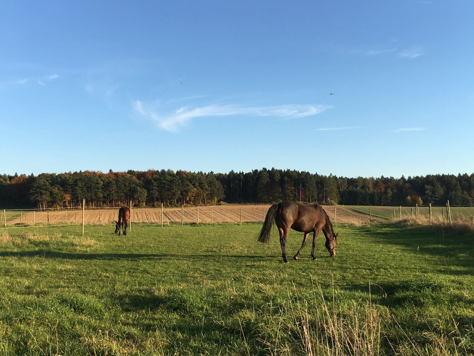 Apple iPhone 6s sample photo. Pasture, coupling, horses photography