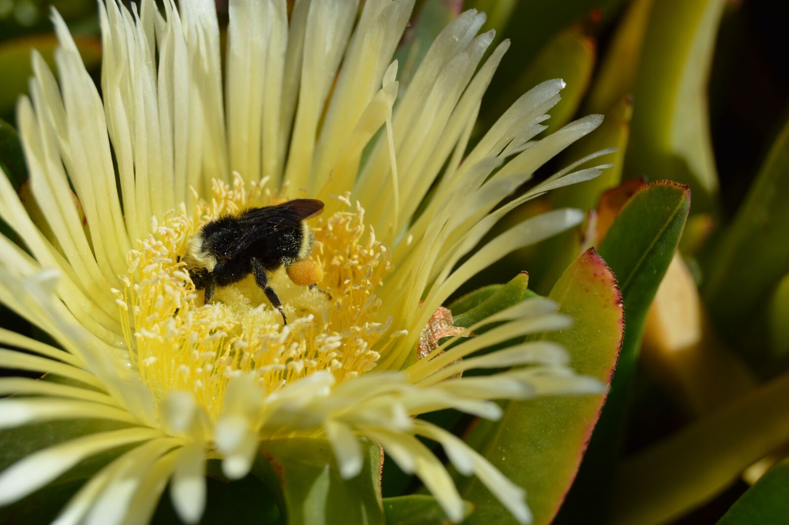 Nikon D3200 sample photo. Bumblebee, flower, bee photography