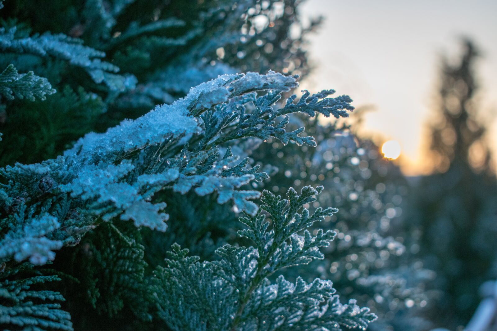 Nikon D3300 sample photo. Frost, nature, winter photography