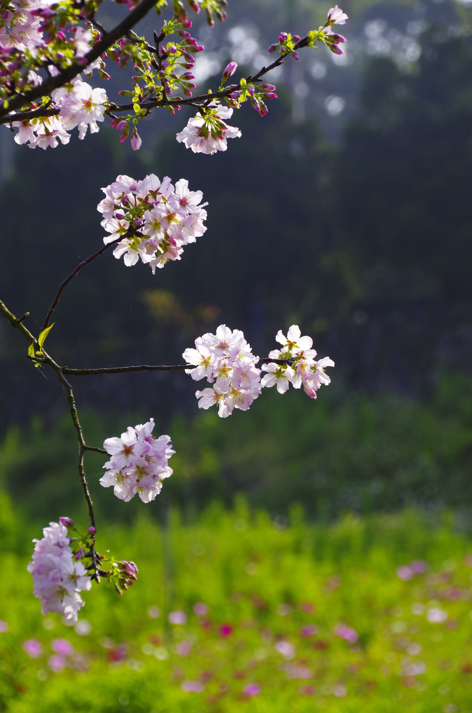 Pentax K-50 sample photo. Cherry blossoms, flowers and photography