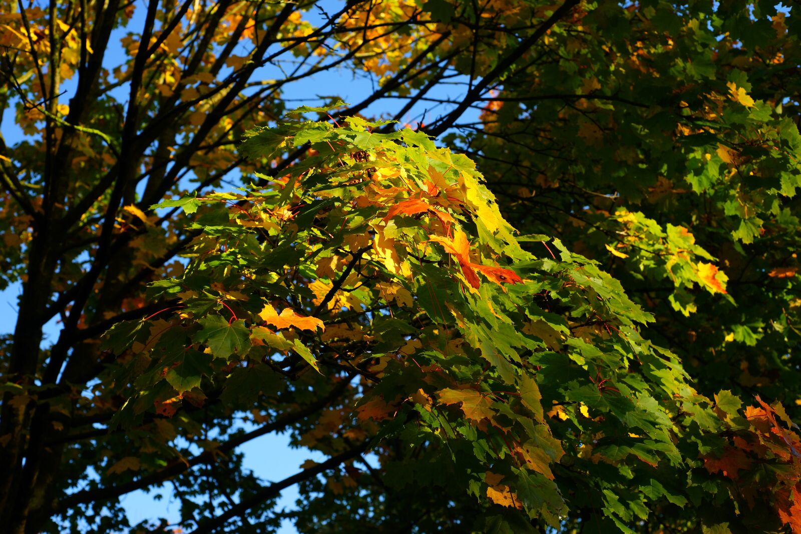 Sony a99 II + MACRO 50mm F2.8 sample photo. Autumn, trees, leaves photography