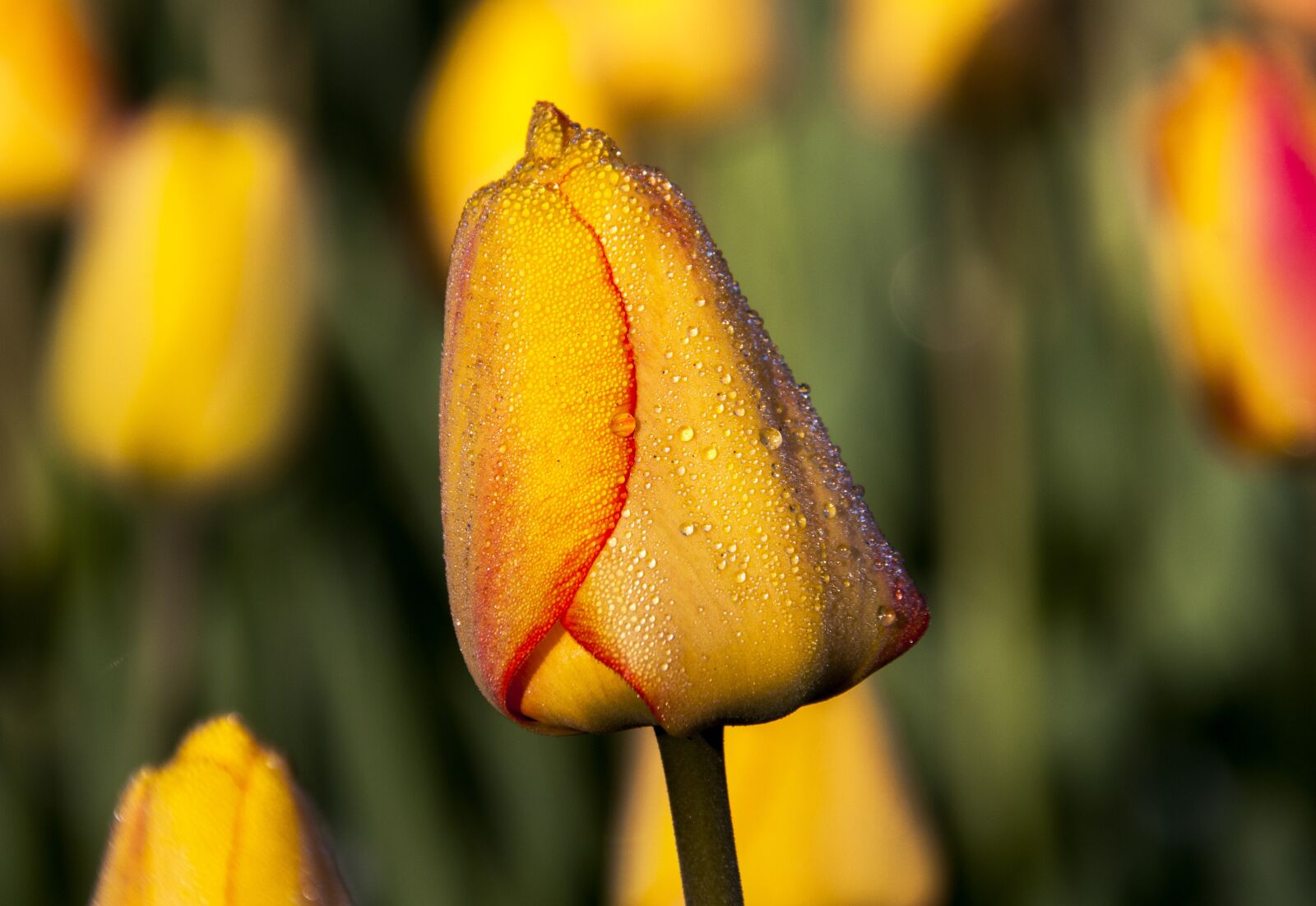Nikon D300S sample photo. Tulip, flower, spring photography