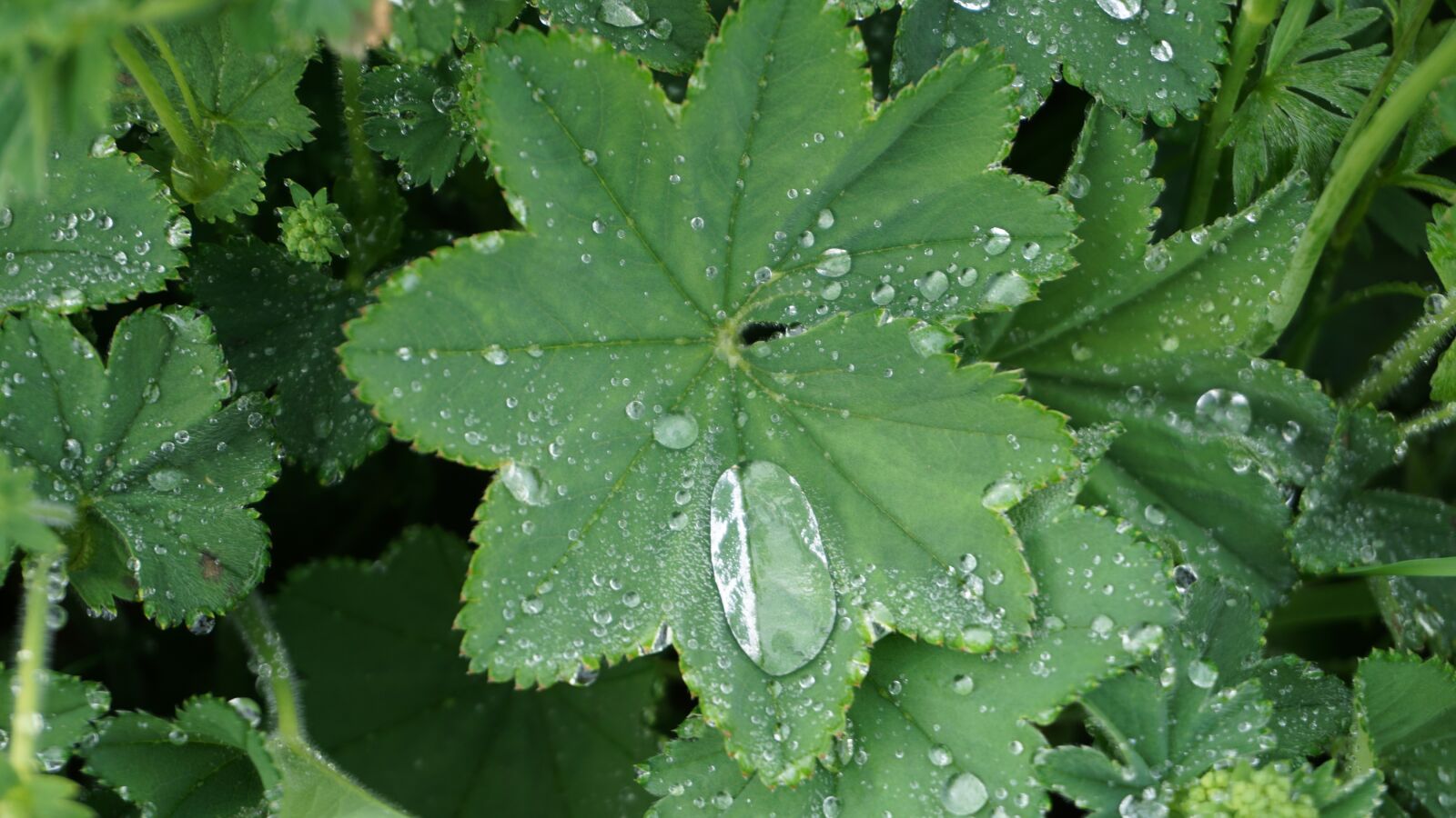 Sony a6000 sample photo. Frauenmantel, dew, leaves photography