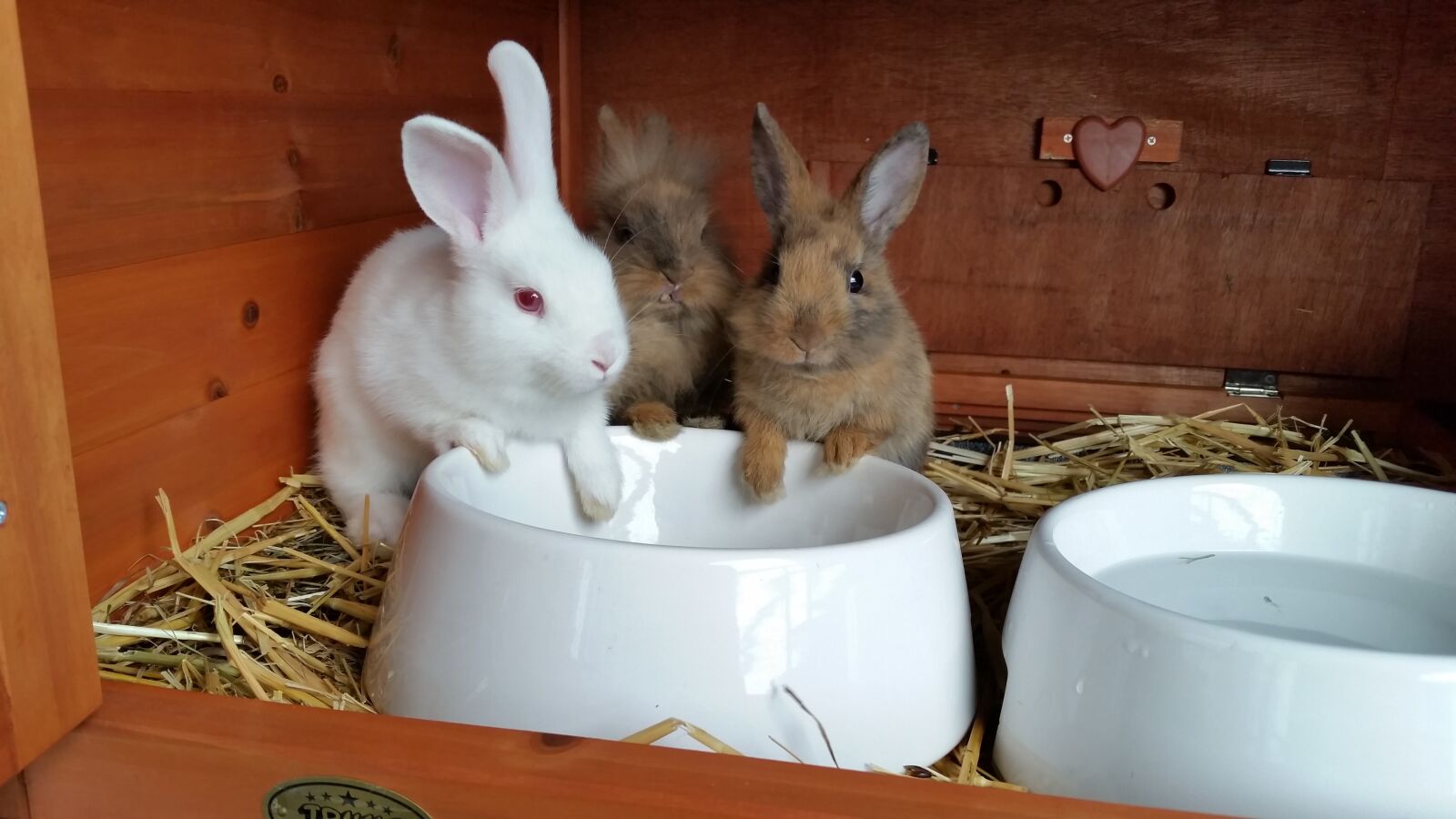 Samsung Galaxy S5 sample photo. Dwarf rabbit, lion heads photography