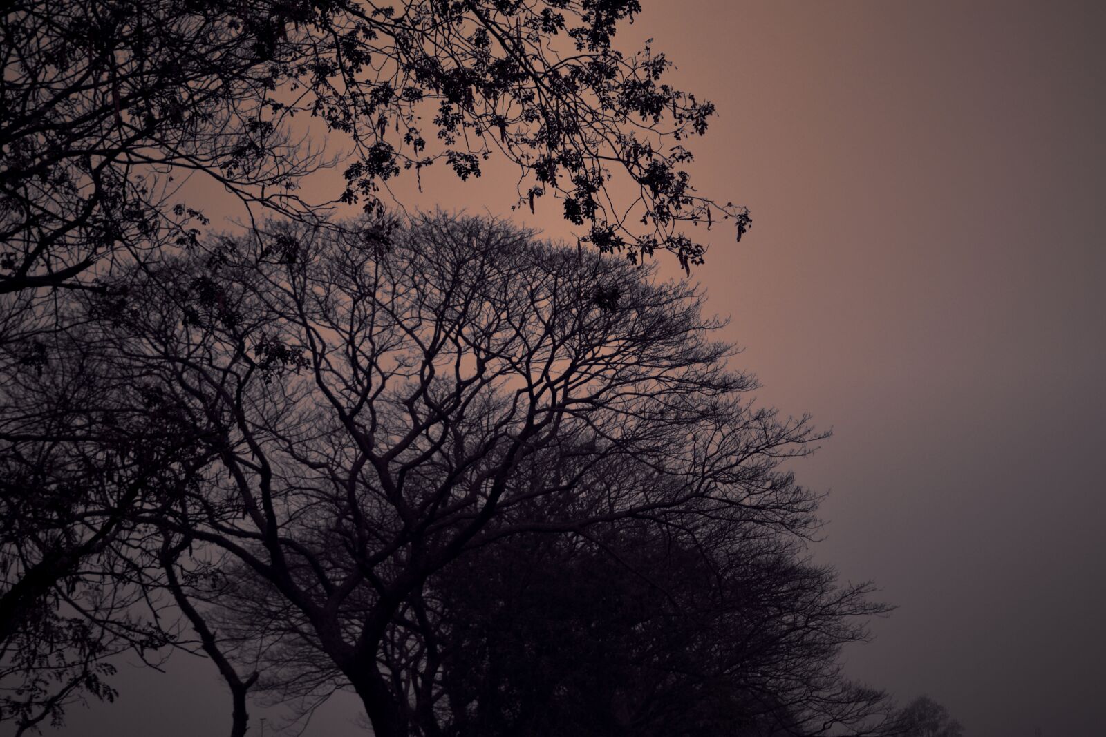 Nikon D5200 sample photo. Tree, summer, dark photography