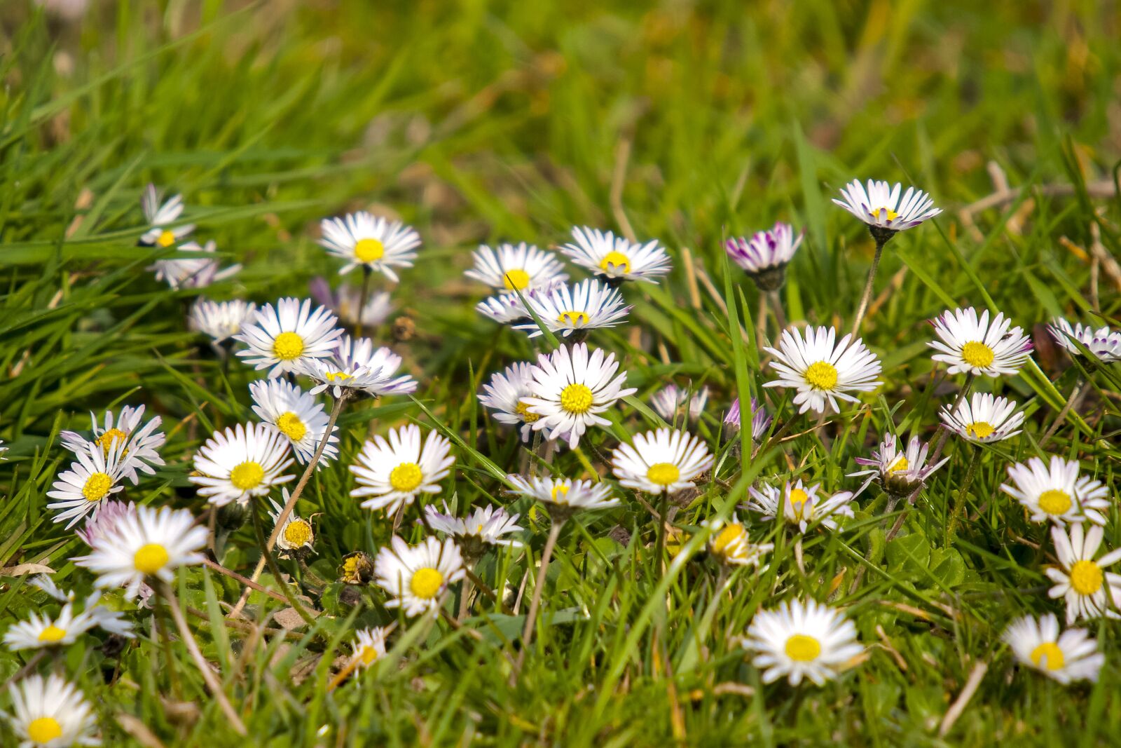 Olympus E-3 sample photo. Daisy, flower, blossom photography