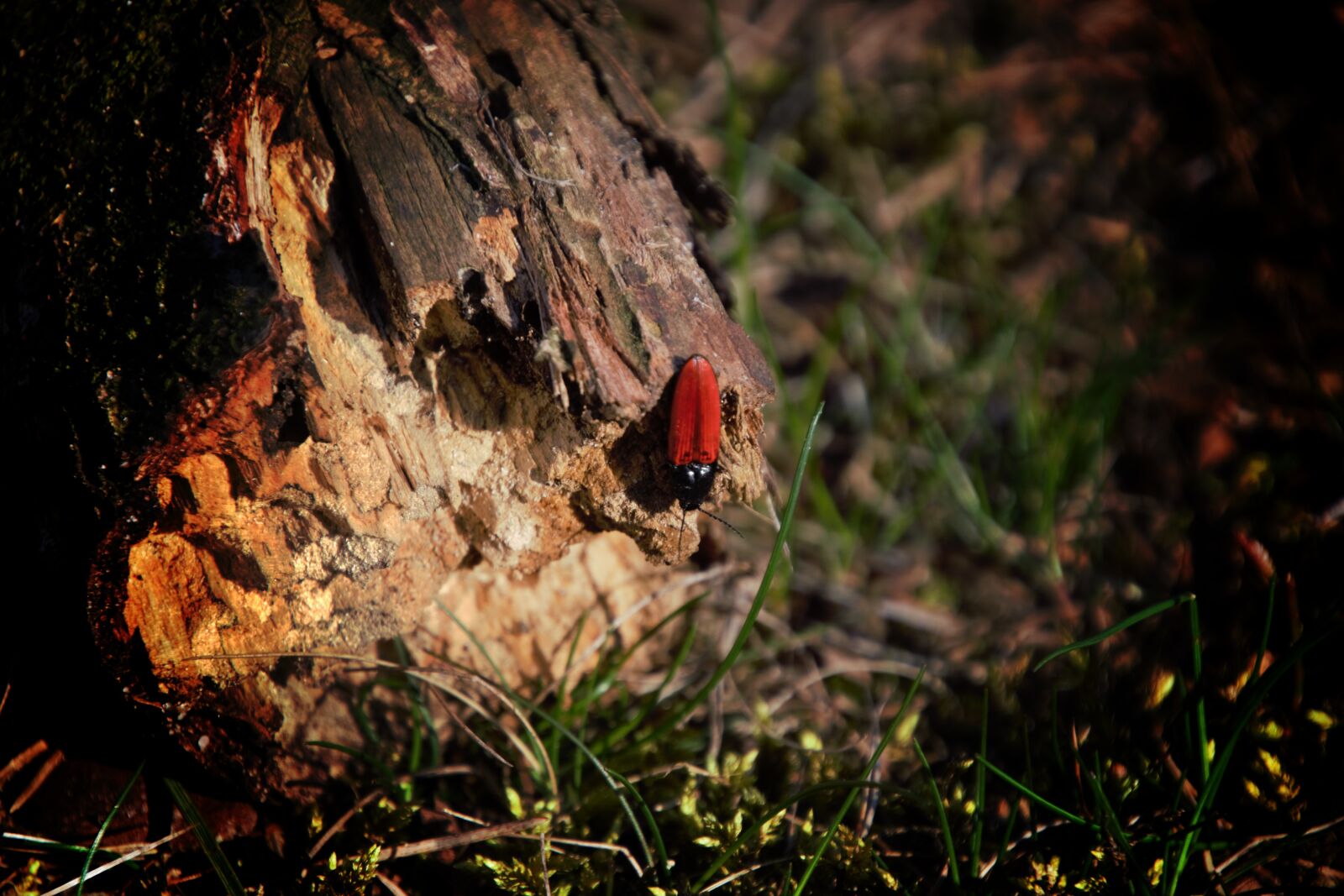 Nikon D3300 sample photo. Red bug, nature, bug photography