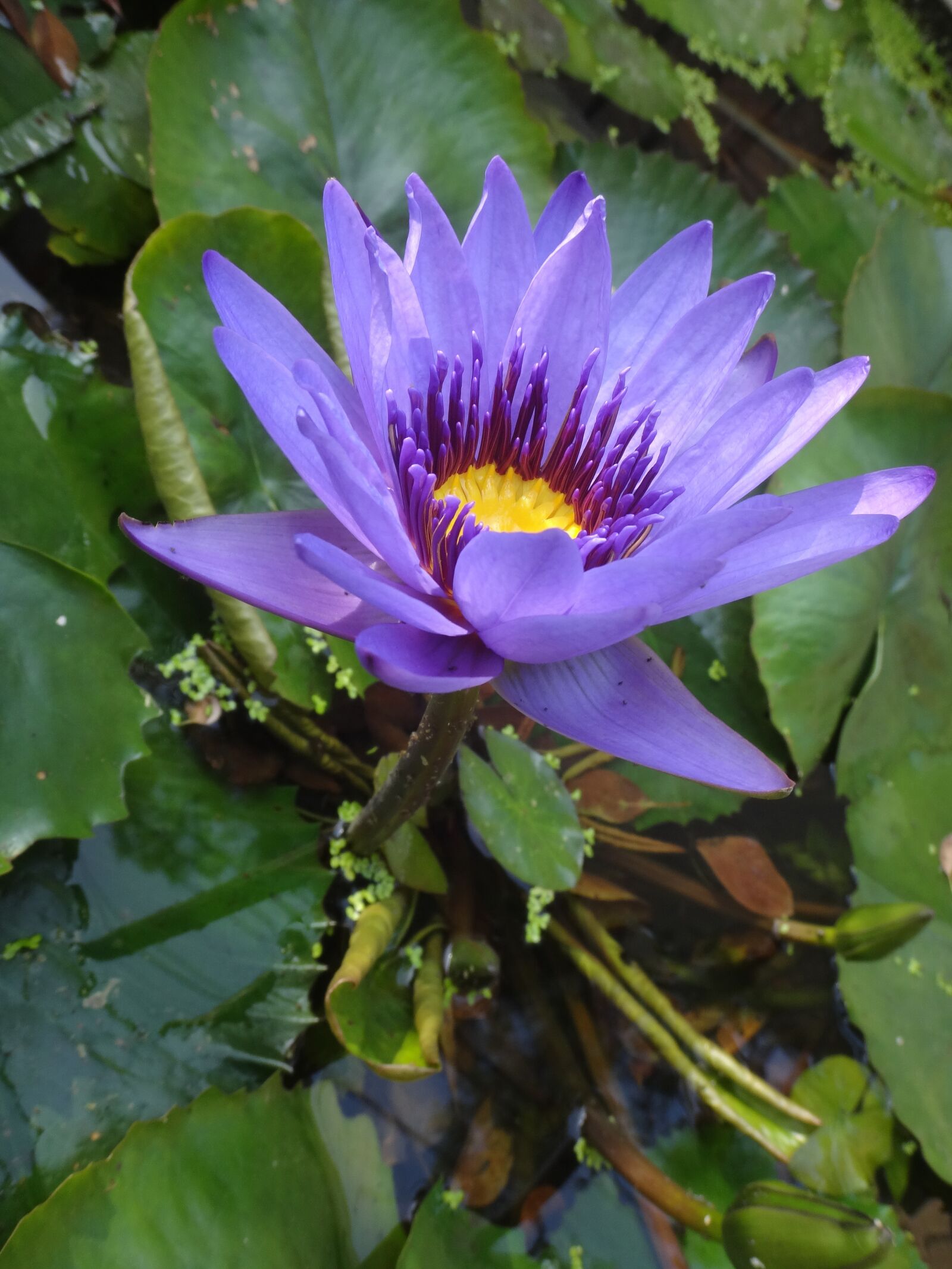 Sony DSC-TX55 sample photo. Lotus, purple nymphaea alba photography