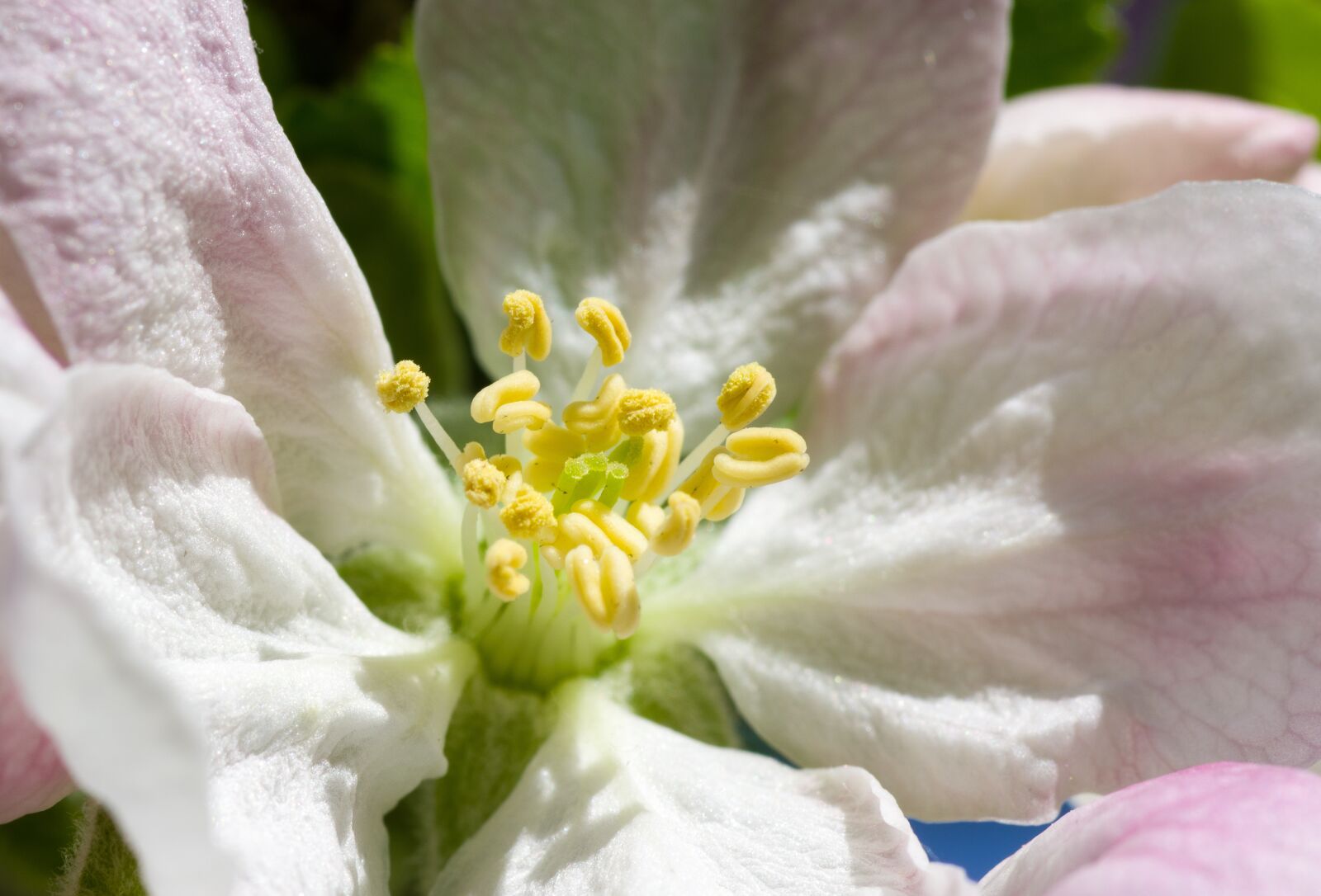 Tamron SP AF 90mm F2.8 Di Macro sample photo. Flower, nature, plant photography