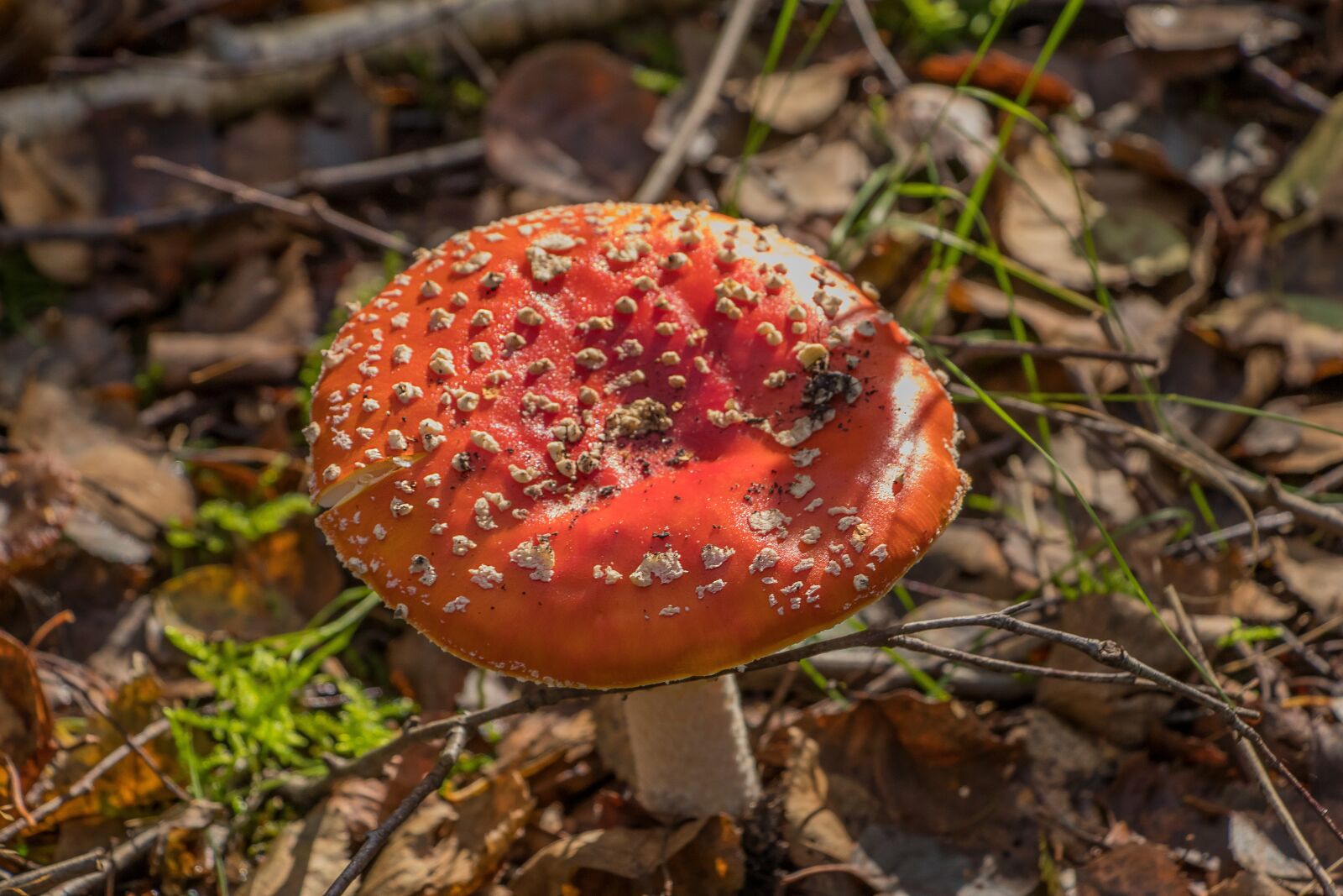 Canon EF-S 18-135mm F3.5-5.6 IS USM sample photo. Sponge, fly agaric, red photography