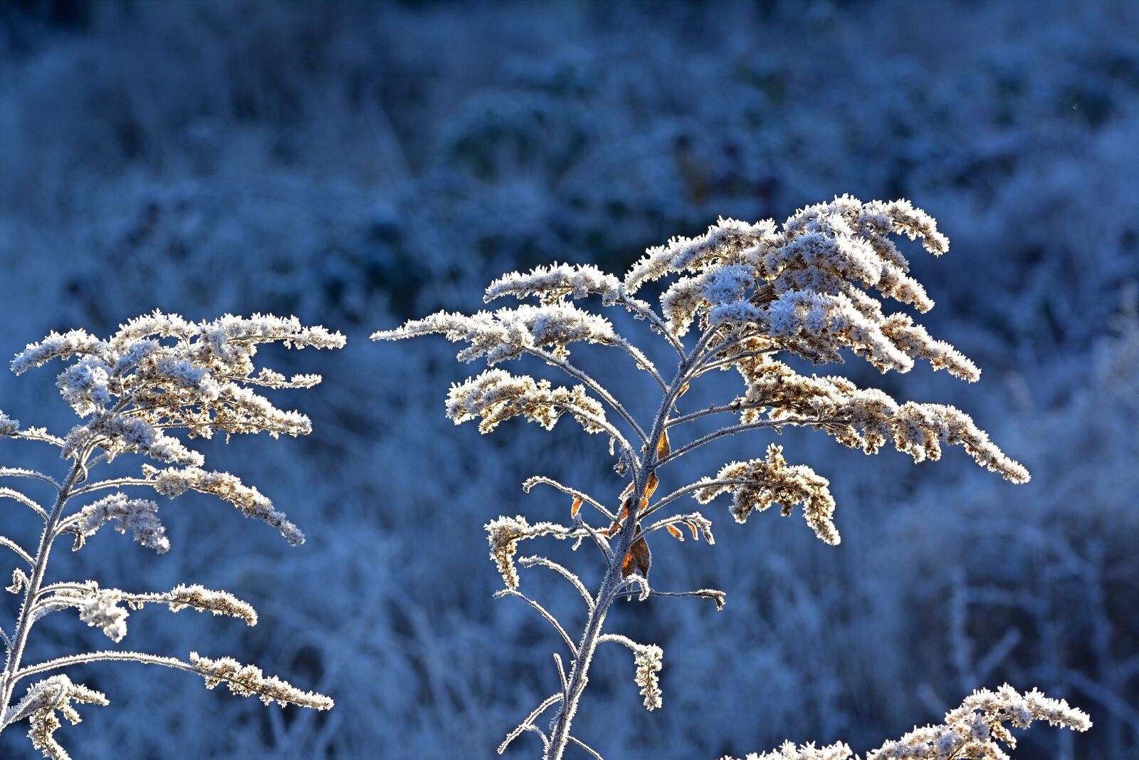 Nikon D5200 sample photo. Nature, winter, garden photography