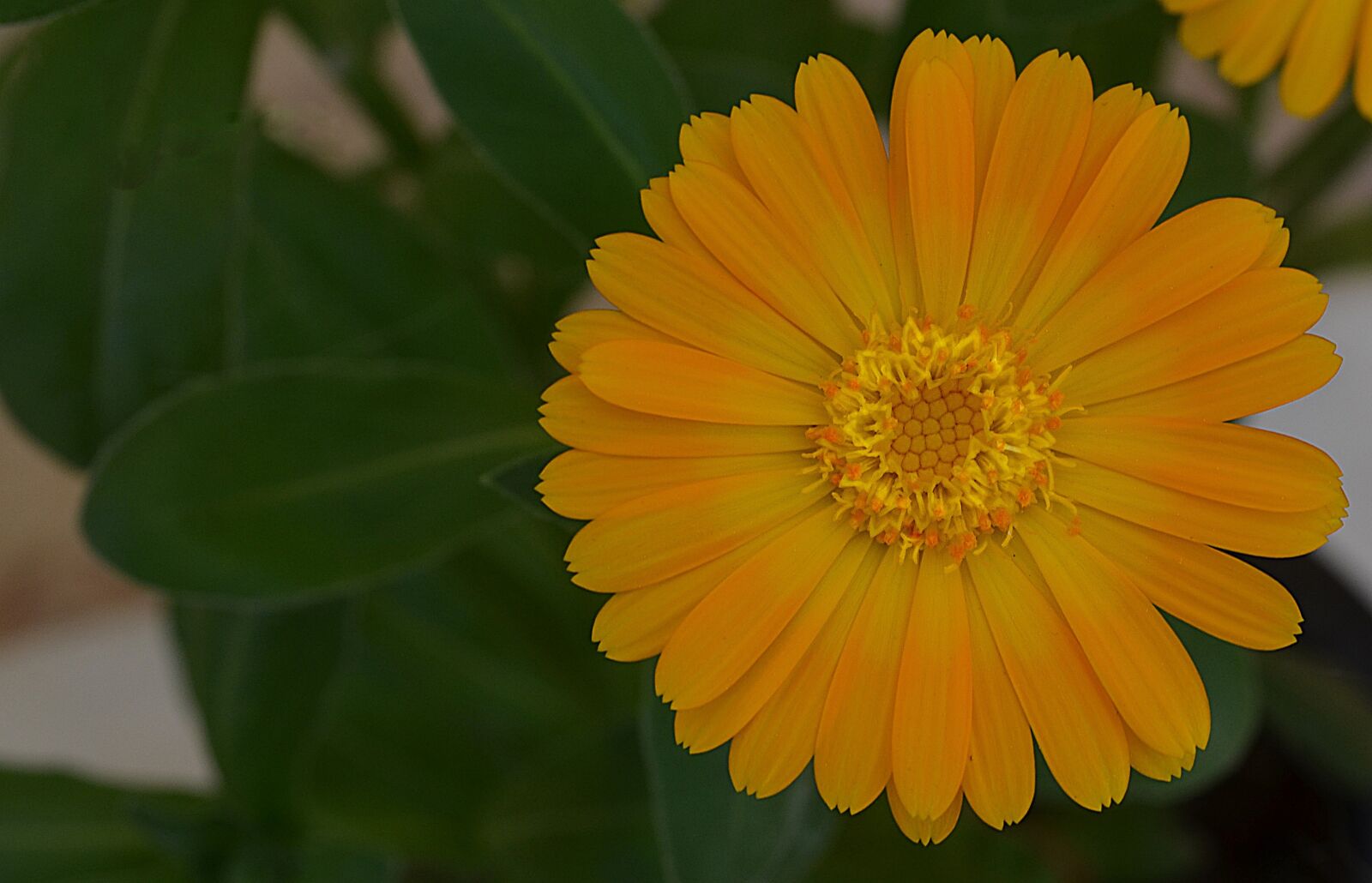 Nikon D5100 sample photo. Flower, calendula, blossom photography