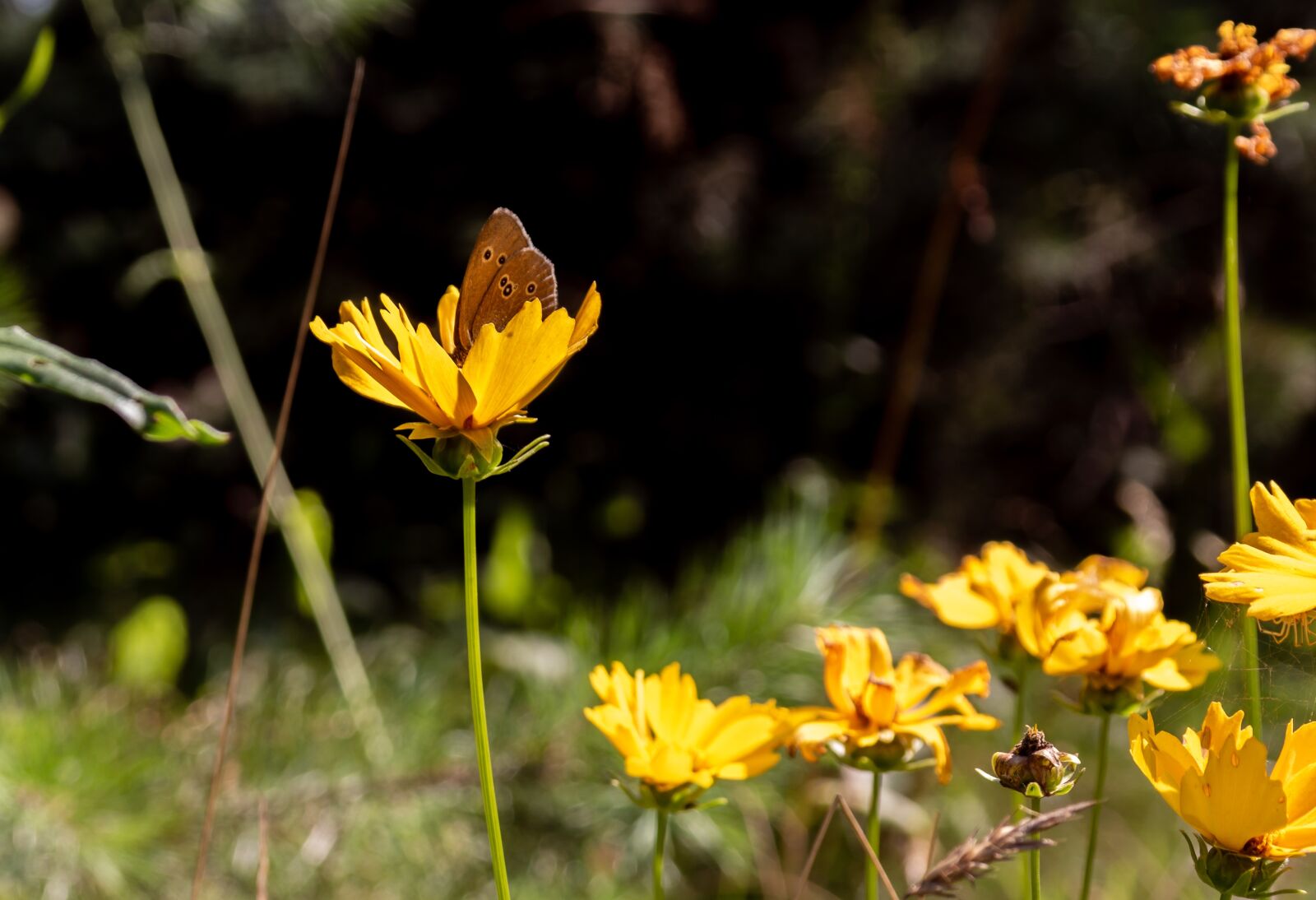 Samsung NX 18-55mm F3.5-5.6 OIS sample photo. Butterfly, flower, nature photography
