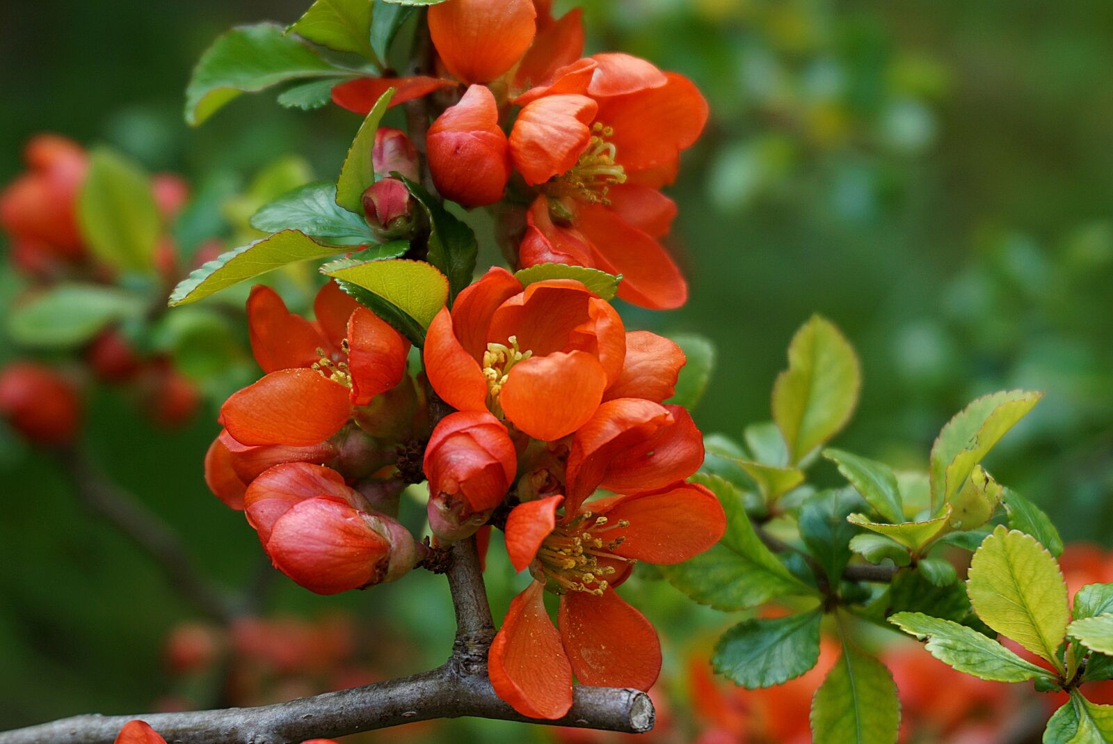 Sony a6000 sample photo. Flowers quince, red, nature photography