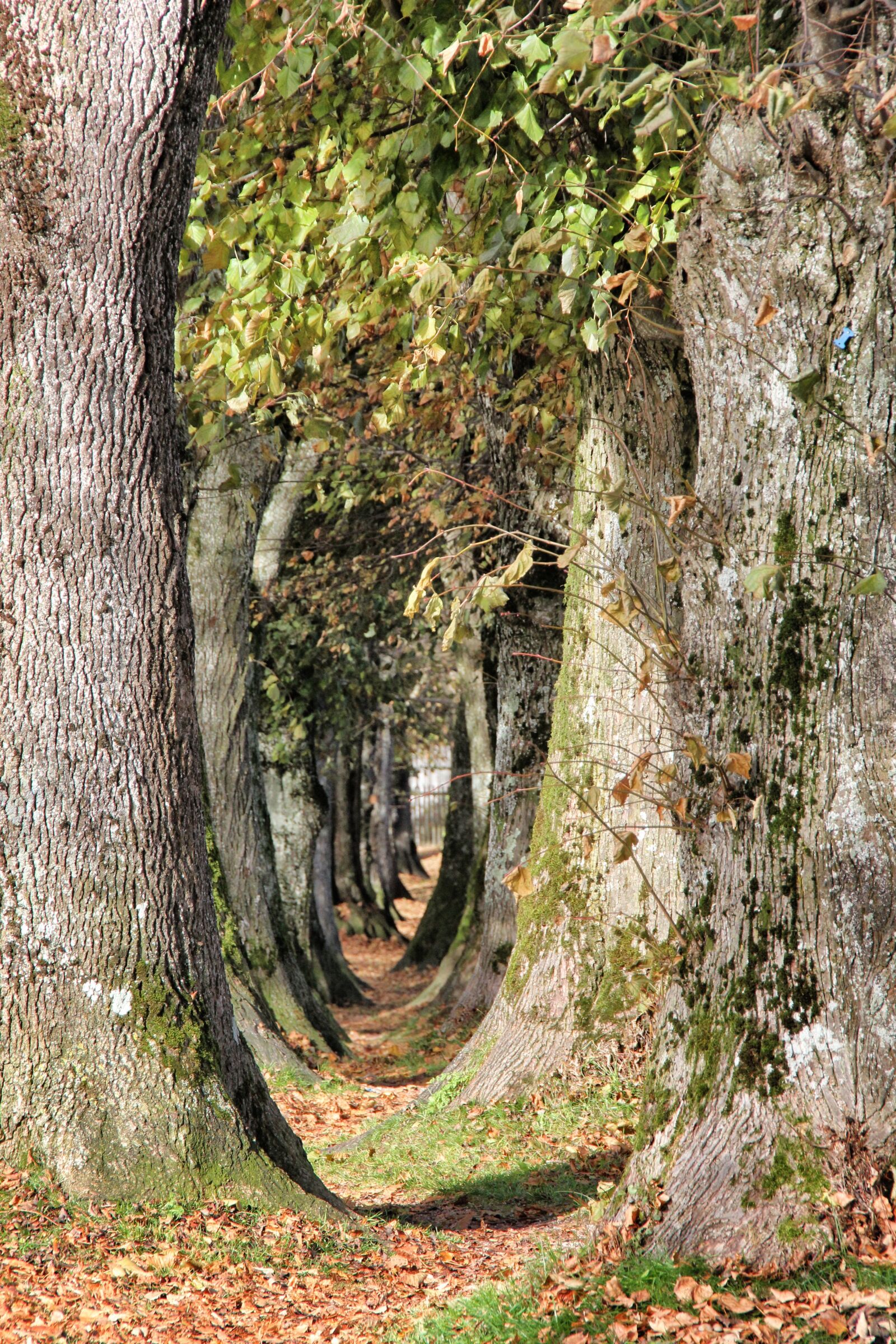 Canon EOS 550D (EOS Rebel T2i / EOS Kiss X4) sample photo. Nature, tree, wood photography