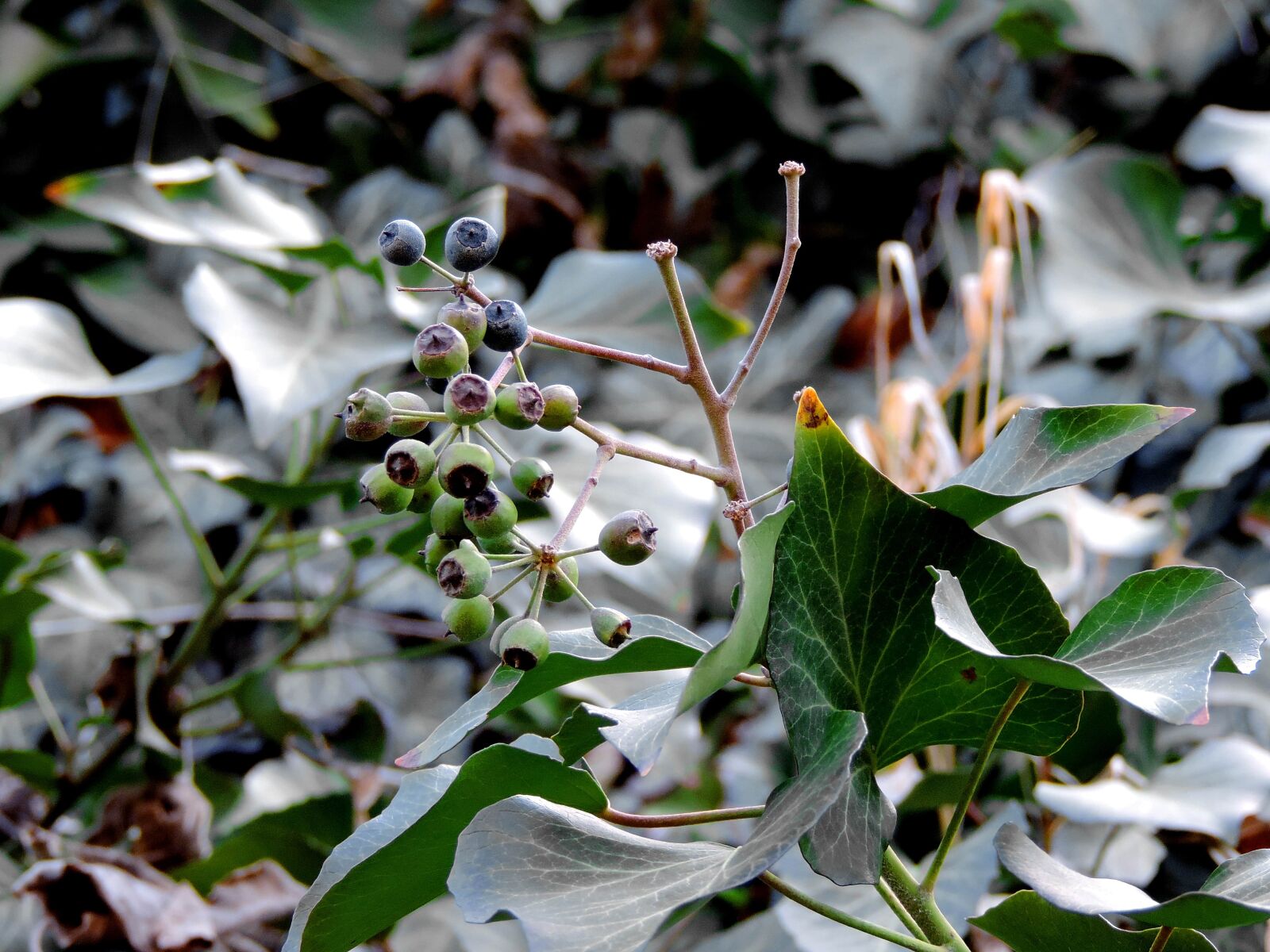 Nikon Coolpix P520 sample photo. Flower, plant, shrub, tree photography