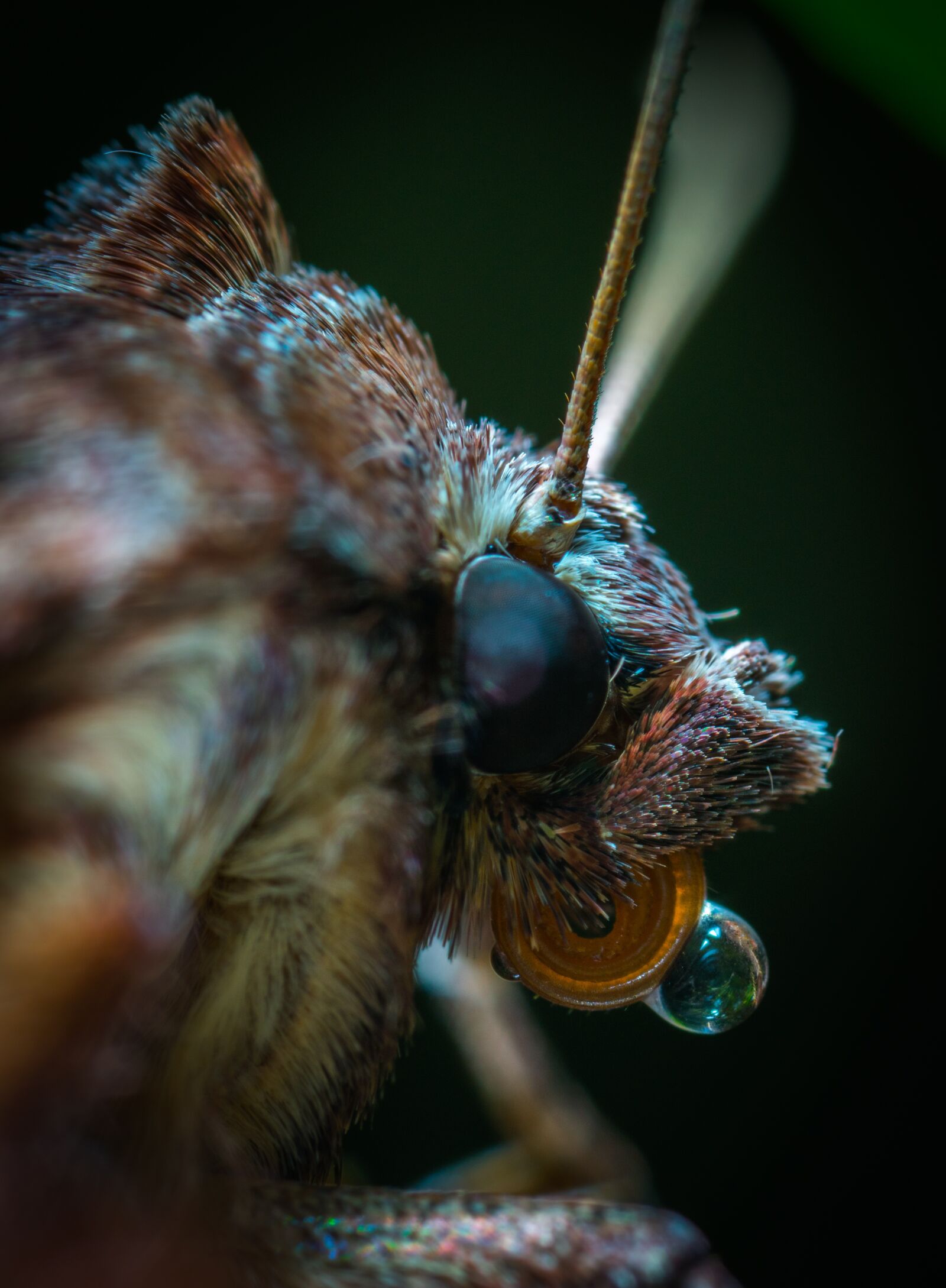 #124 65/2.8 sample photo. Animals, living nature, nature photography