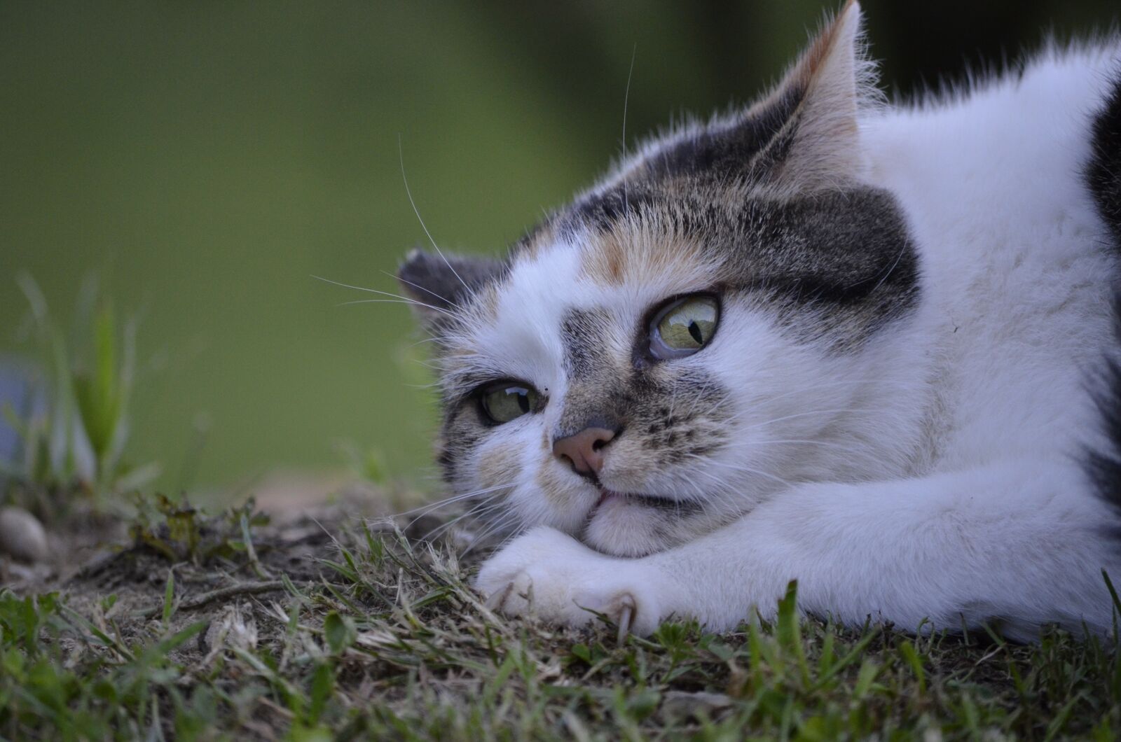 Nikon D5100 sample photo. Cat, lurking, nature photography