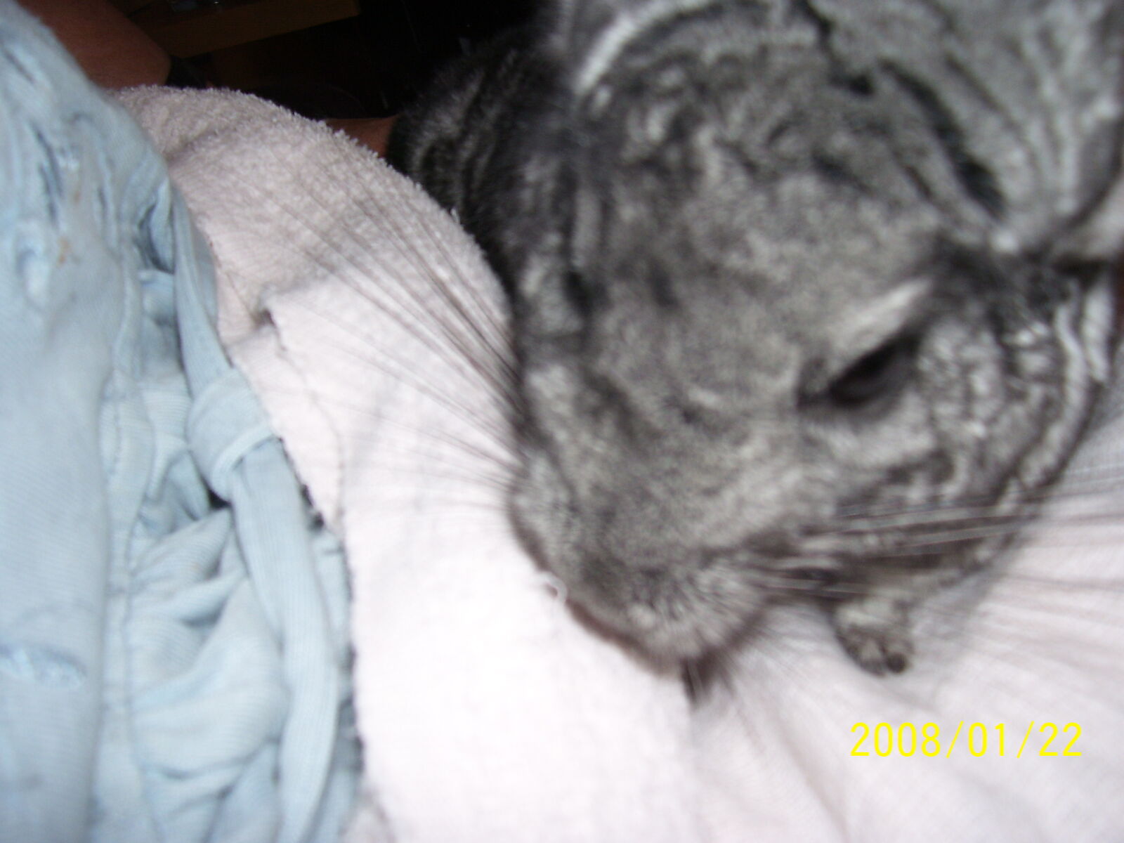 Kodak C340 ZOOM DIGITAL CAMERA sample photo. Chinchilla, close, up, face photography
