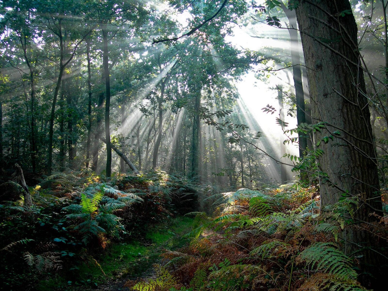 Nikon E7900 sample photo. Forest, netherlands, sun rays photography