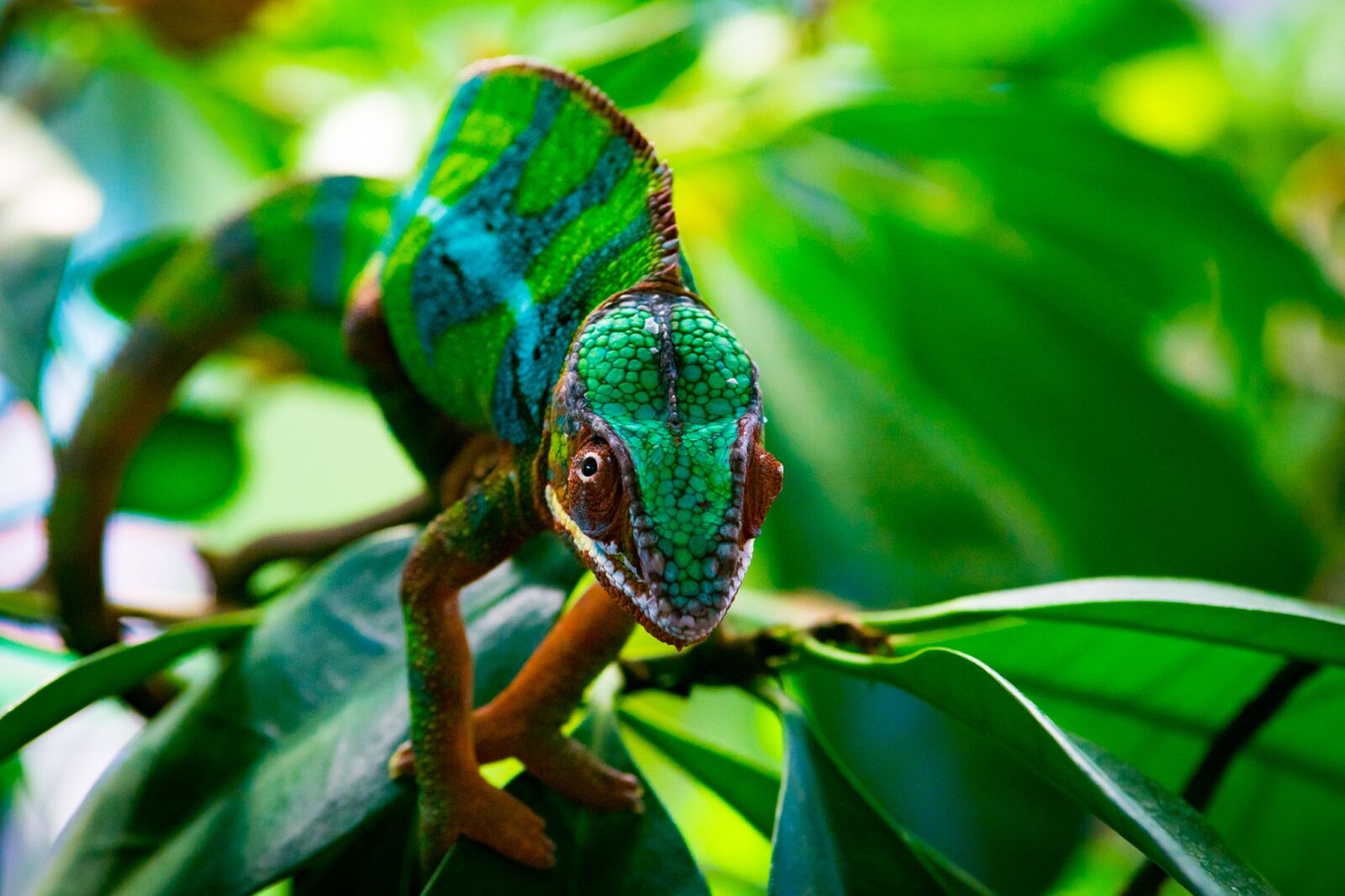 Sony ILCA-77M2 sample photo. Nature, leaf, animal world photography