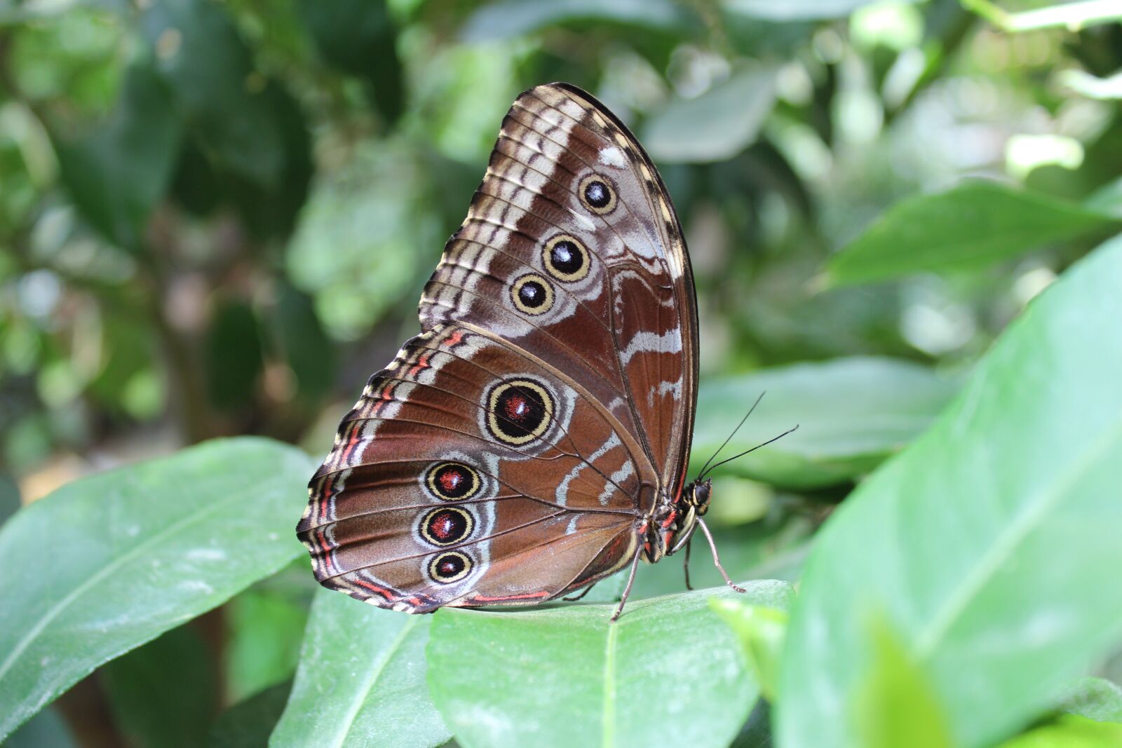 Canon EOS 600D (Rebel EOS T3i / EOS Kiss X5) sample photo. Butterfly, moth, close up photography