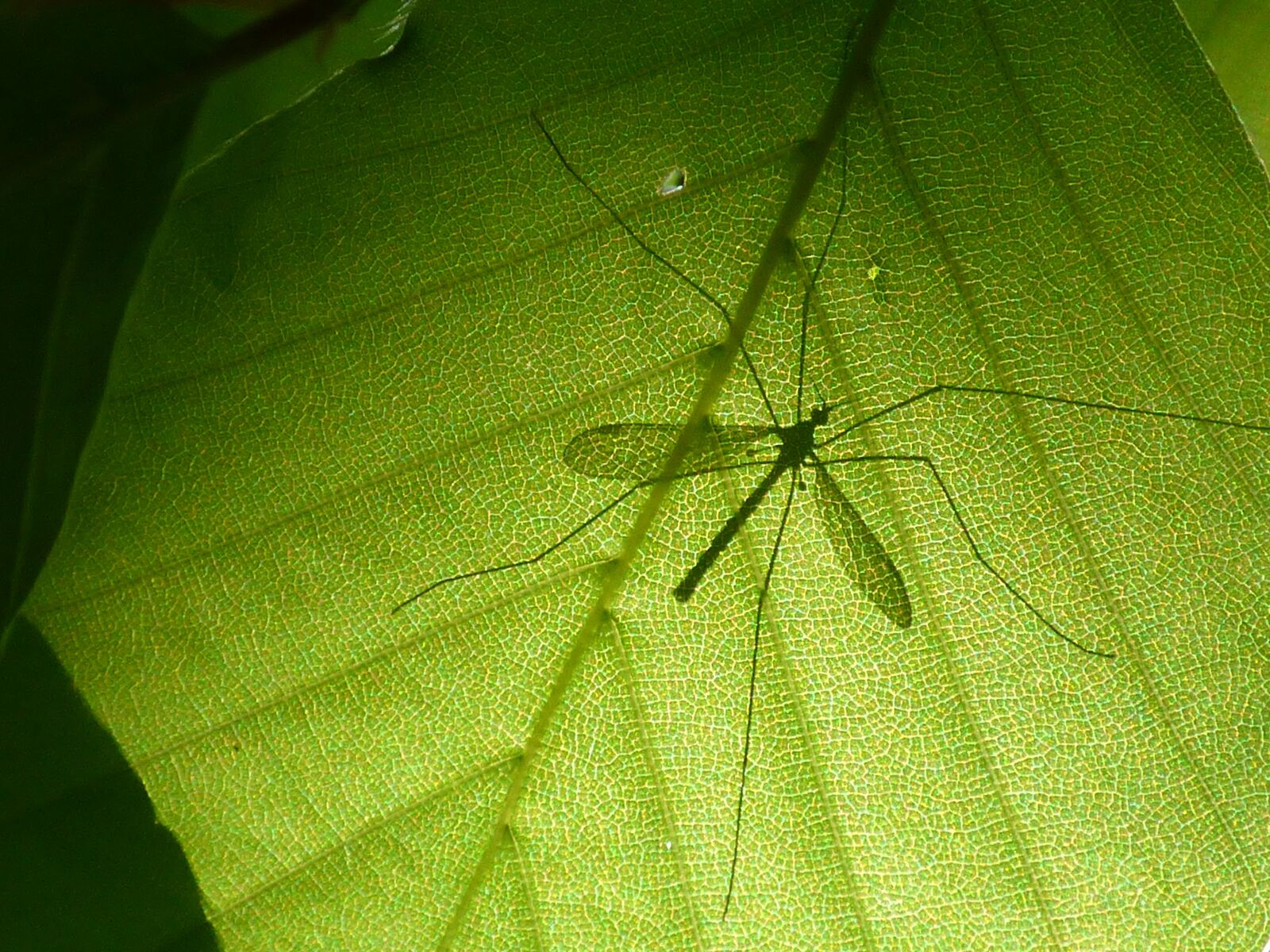 Panasonic DMC-FZ72 sample photo. Macro, leaf, insect photography