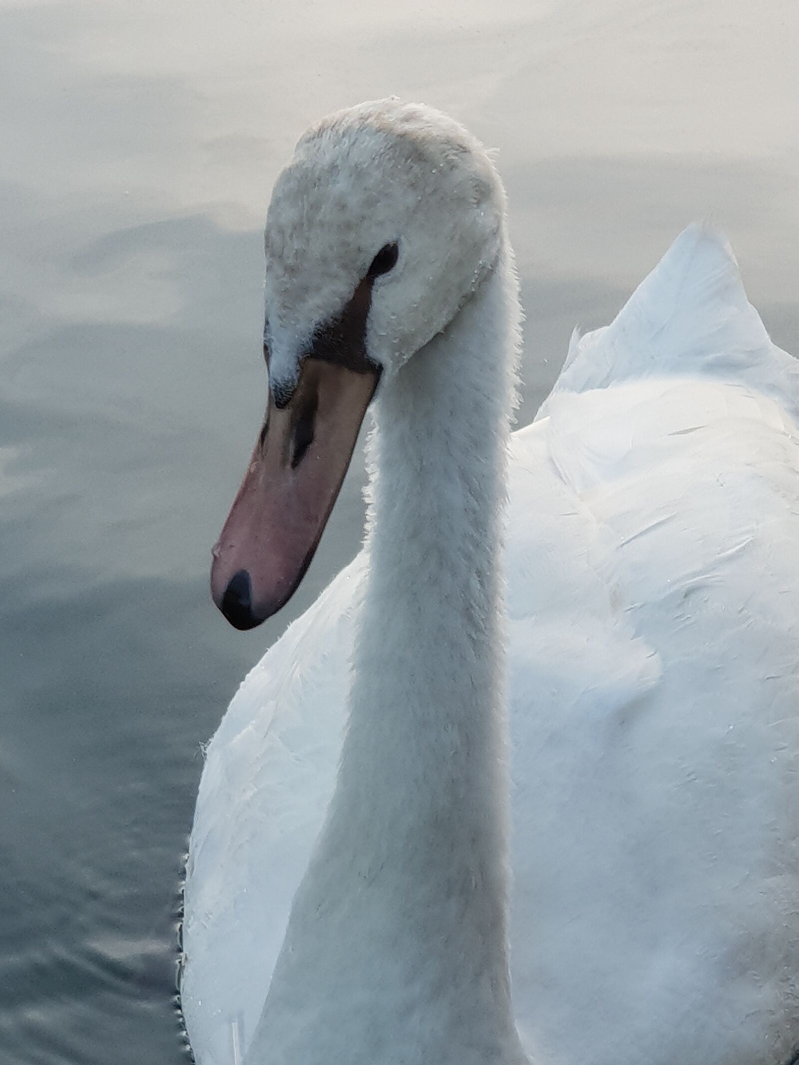 Samsung Galaxy S9+ sample photo. Swan, young swan, water photography