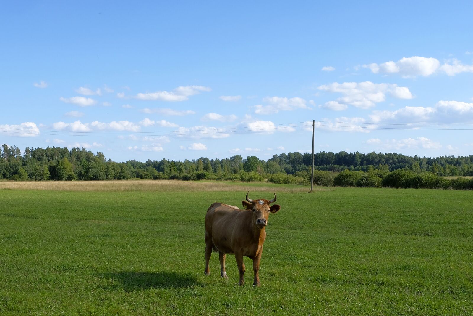 Fujifilm X-T20 + Fujifilm XC 16-50mm F3.5-5.6 OIS II sample photo. Cow, landscape, grass photography