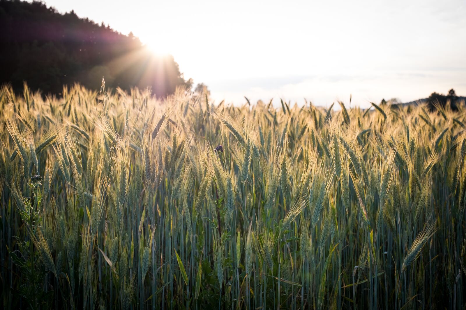 Fujifilm X-T2 sample photo. Cereals, barley, wheat photography