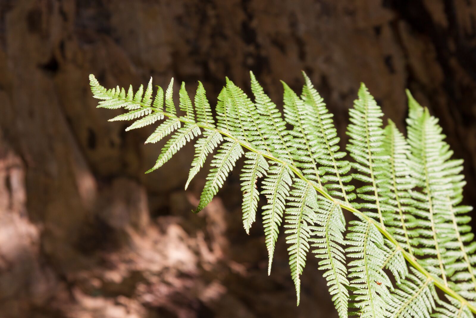 Canon EF-S 17-85mm F4-5.6 IS USM sample photo. Fern, fiddlehead, green photography
