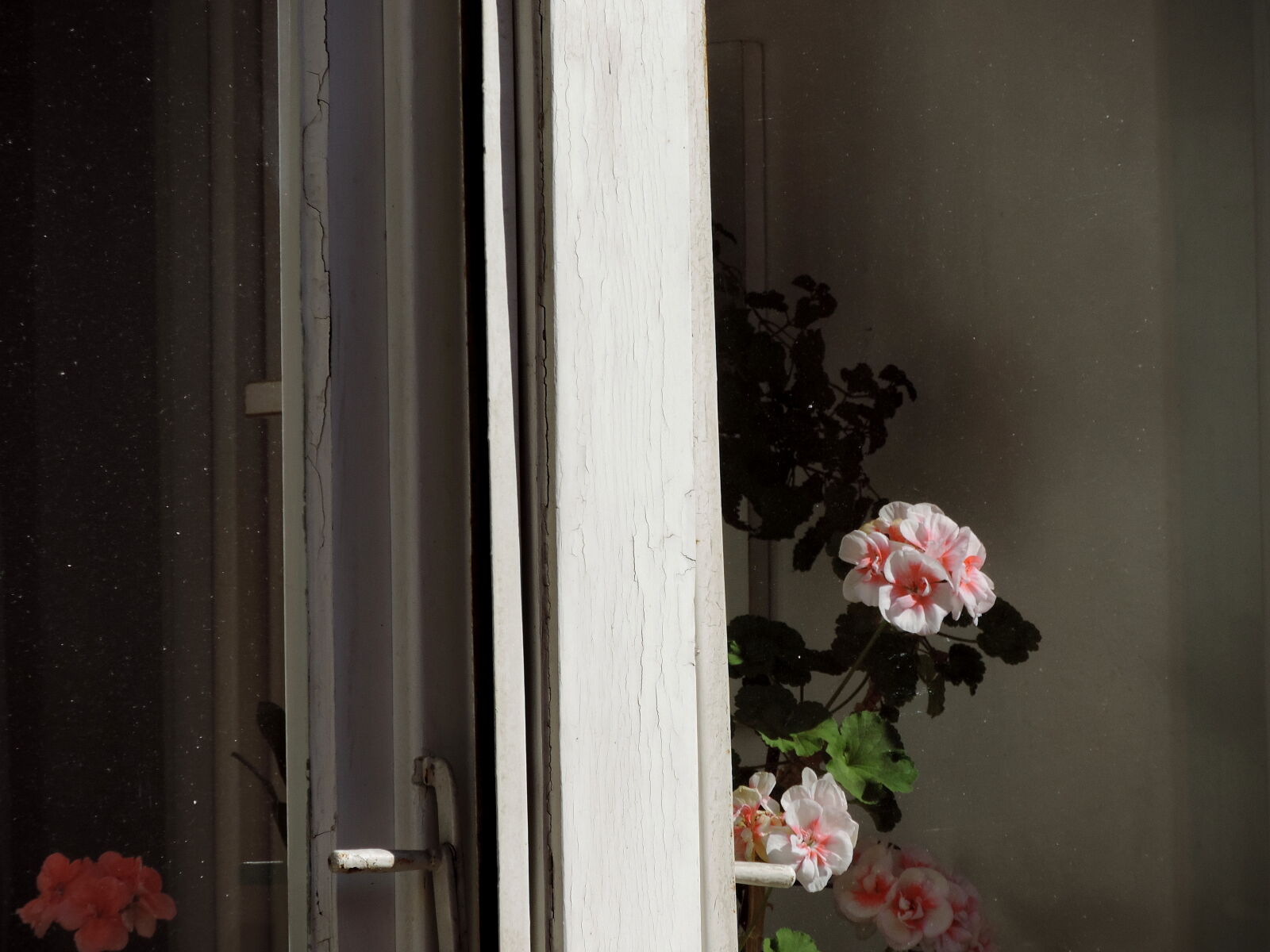 Nikon Coolpix P520 sample photo. Window, flower, house, interior photography