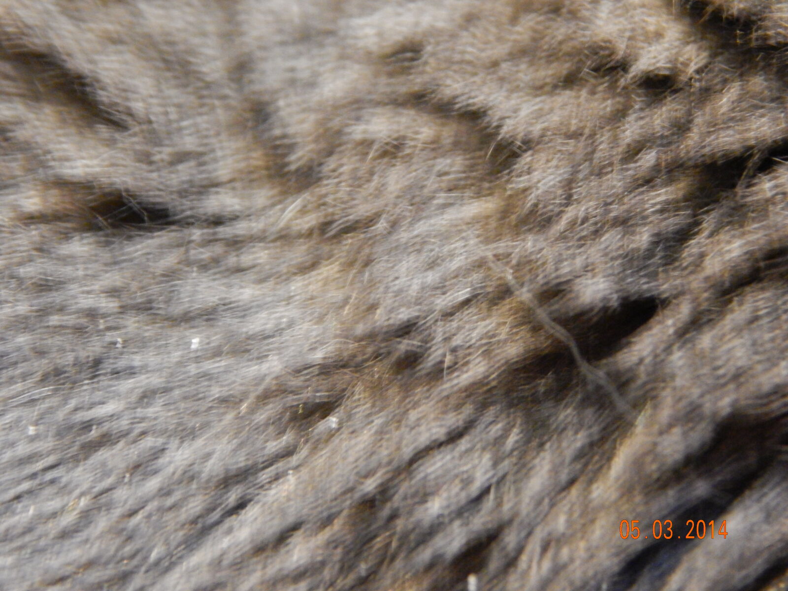 Nikon Coolpix L820 sample photo. Blue, russian, fur, cat photography