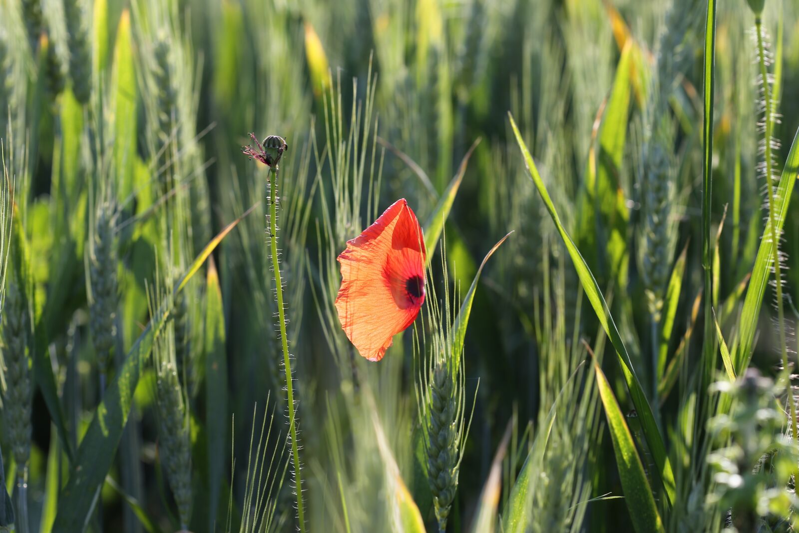 Canon EOS 6D + Canon EF 100mm F2.8 Macro USM sample photo. Red poppy in wheat photography