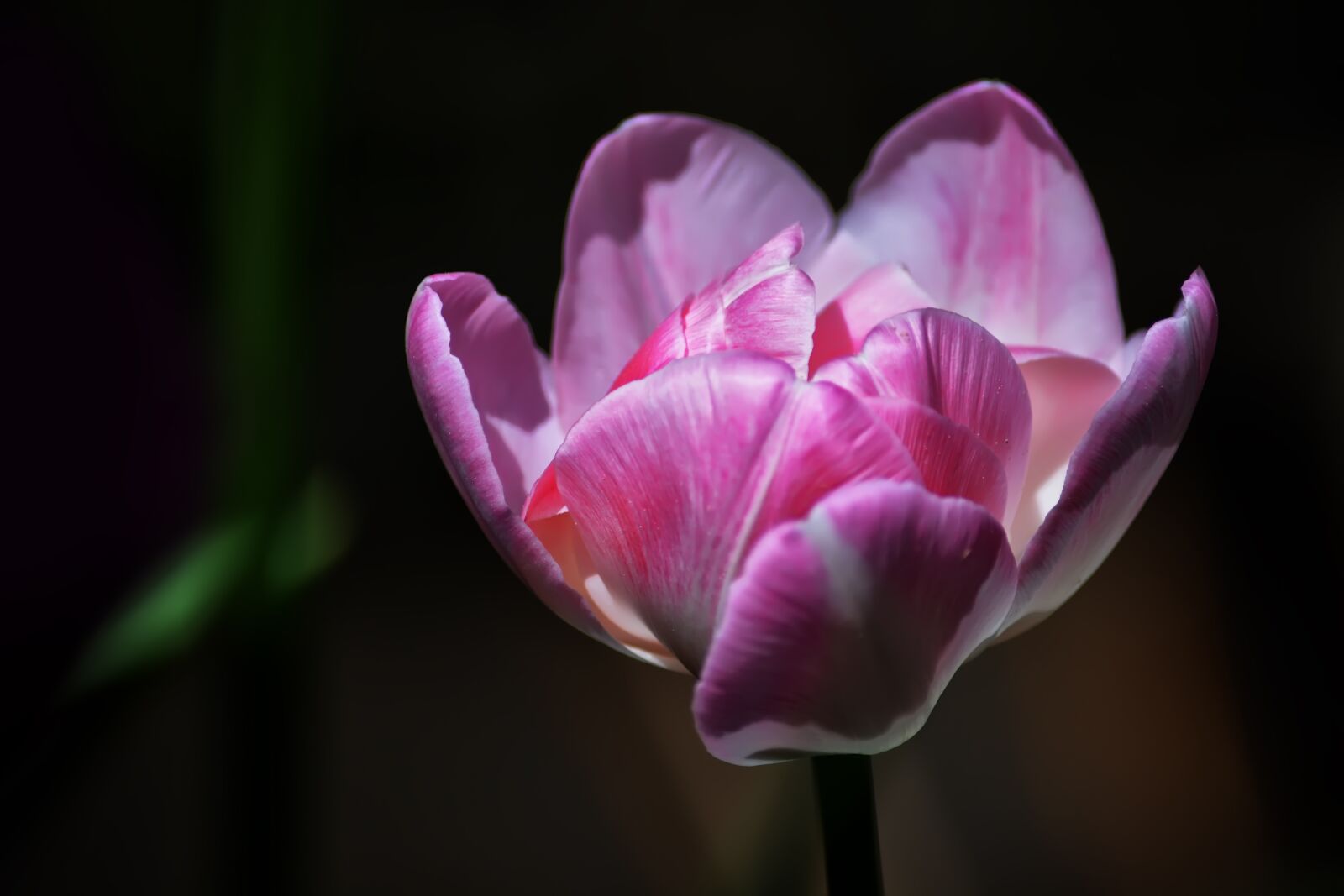 Nikon D5200 sample photo. Tulip, pink, flowers photography