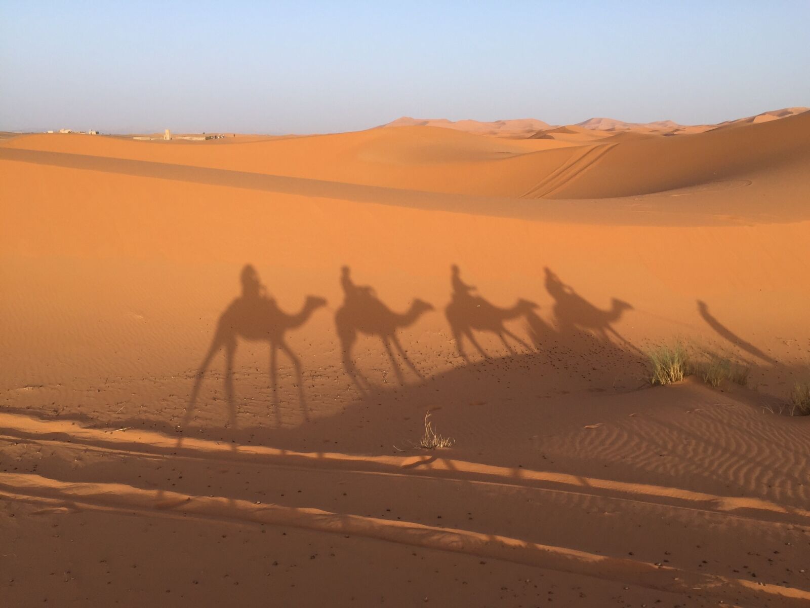 Apple iPhone 6 sample photo. Desert, sand, camel photography
