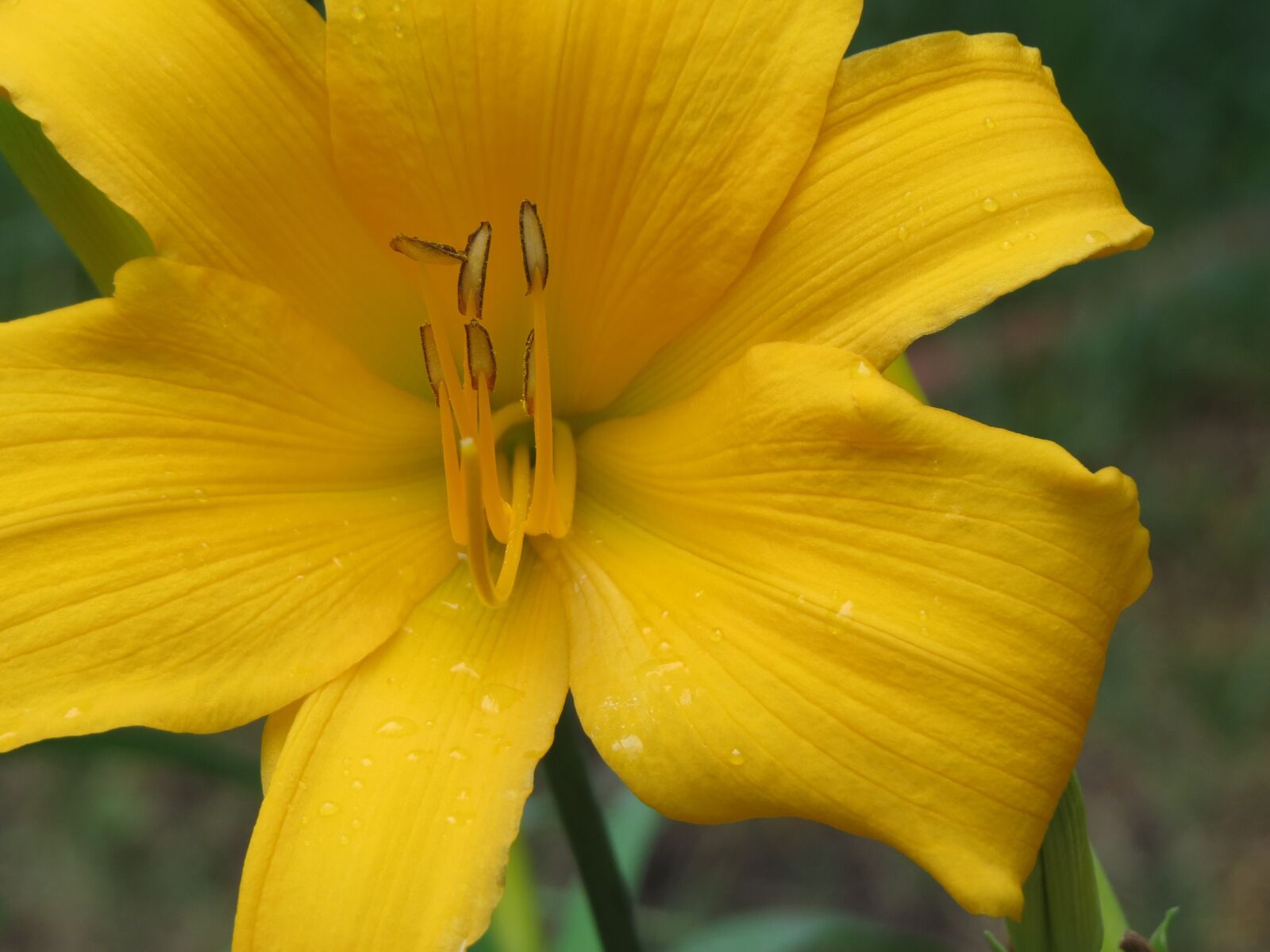 Canon PowerShot SX50 HS sample photo. Flower, yellow, close up photography
