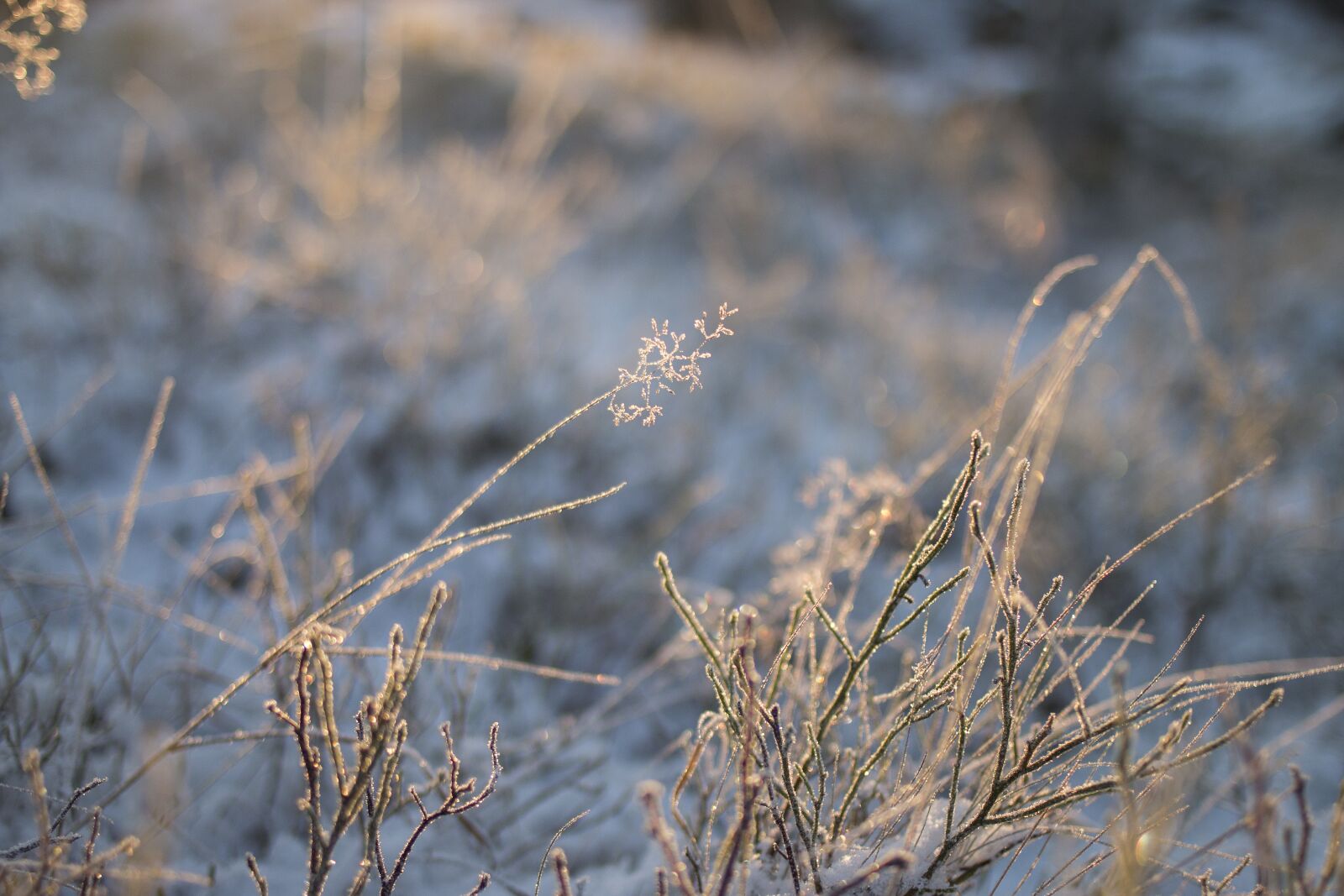 Canon EOS 70D + Canon EF 35mm F2 sample photo. Frost, light, ice photography