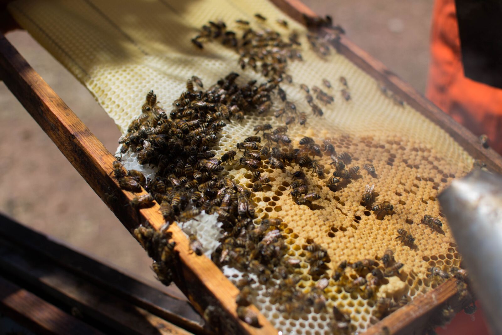 Nikon D3100 sample photo. Bees, nature, beekeeping photography