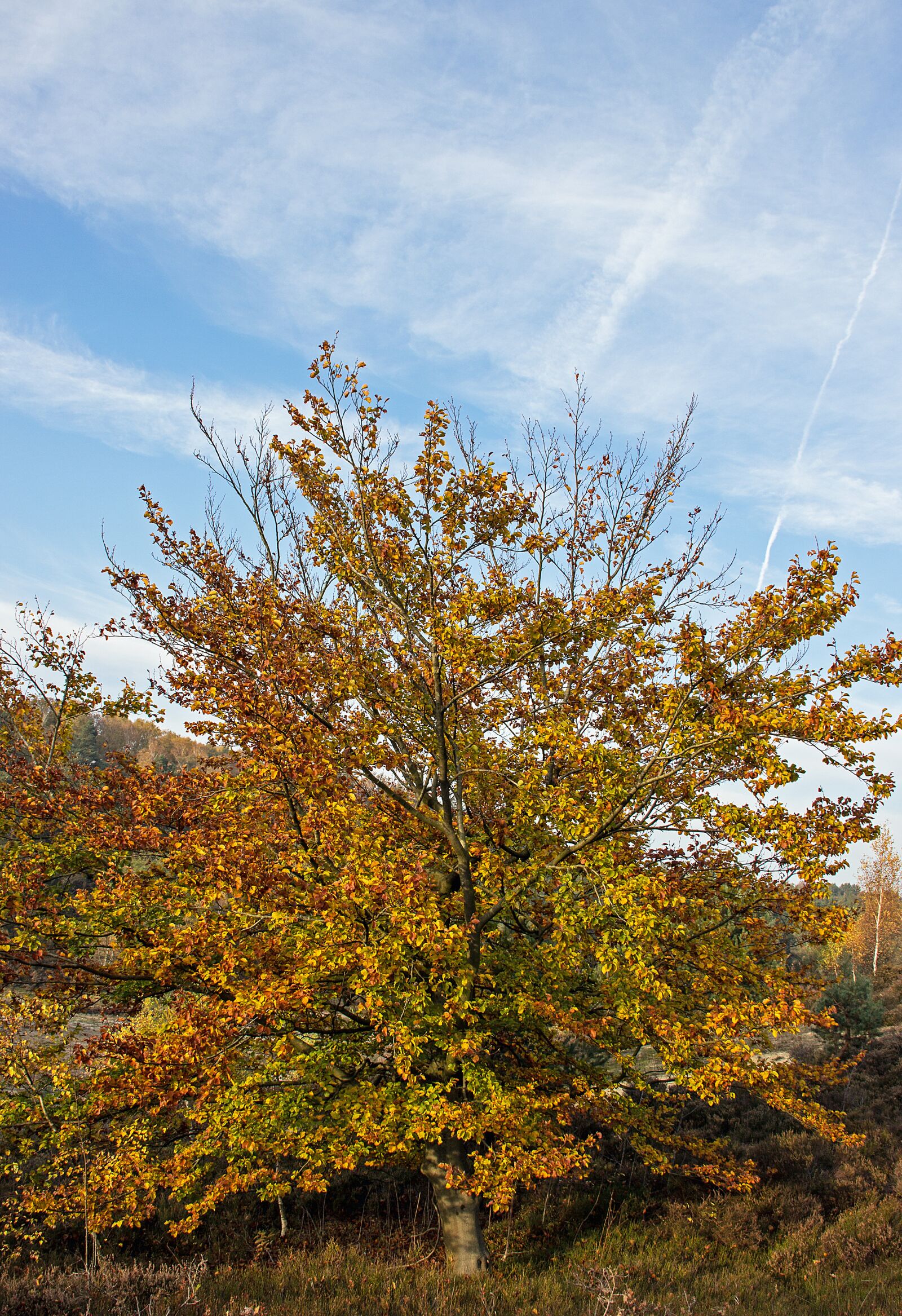 Canon EOS 600D (Rebel EOS T3i / EOS Kiss X5) sample photo. Tree, sky, nature photography