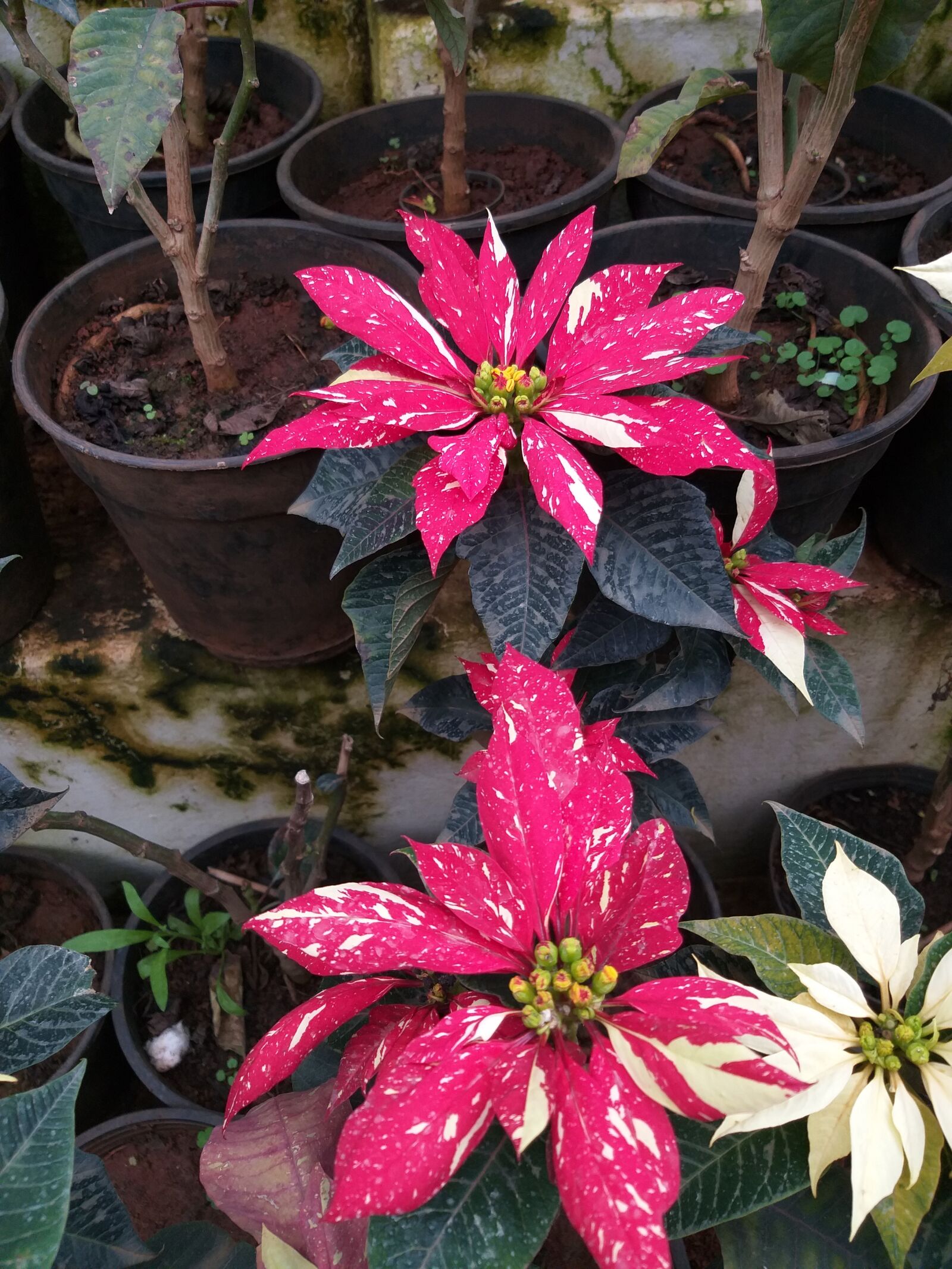 Samsung Galaxy J8 sample photo. Flower, nature, garden photography