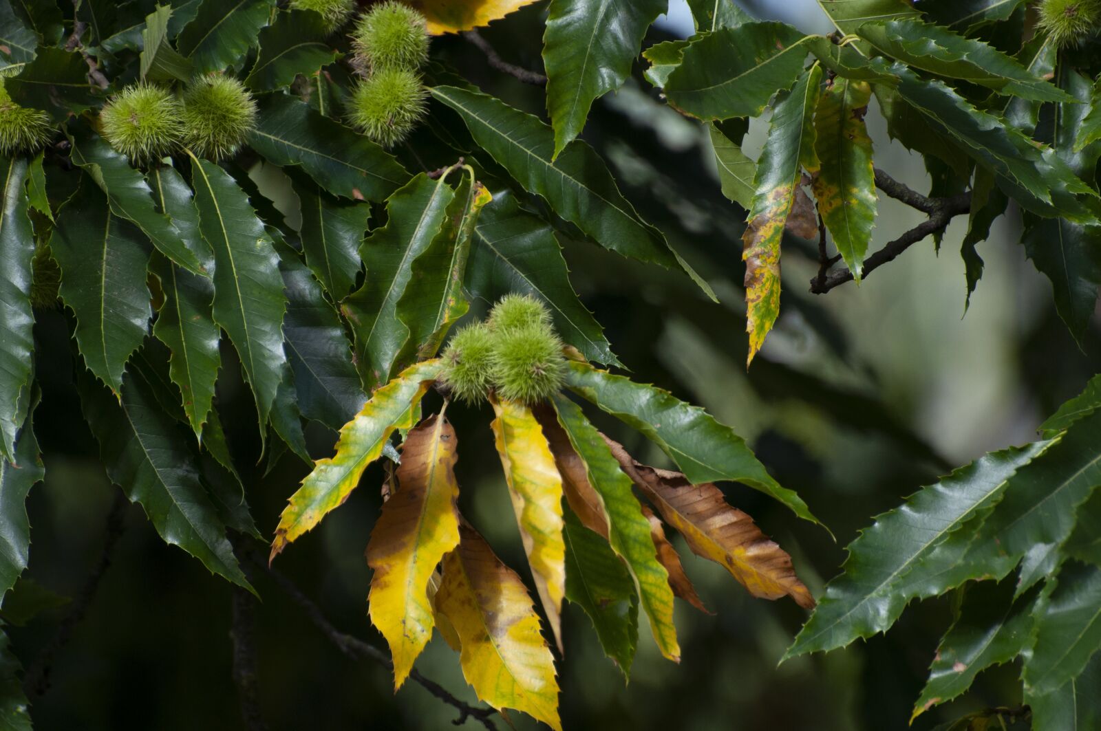 Nikon D90 sample photo. Chestnut, tree, foliage photography