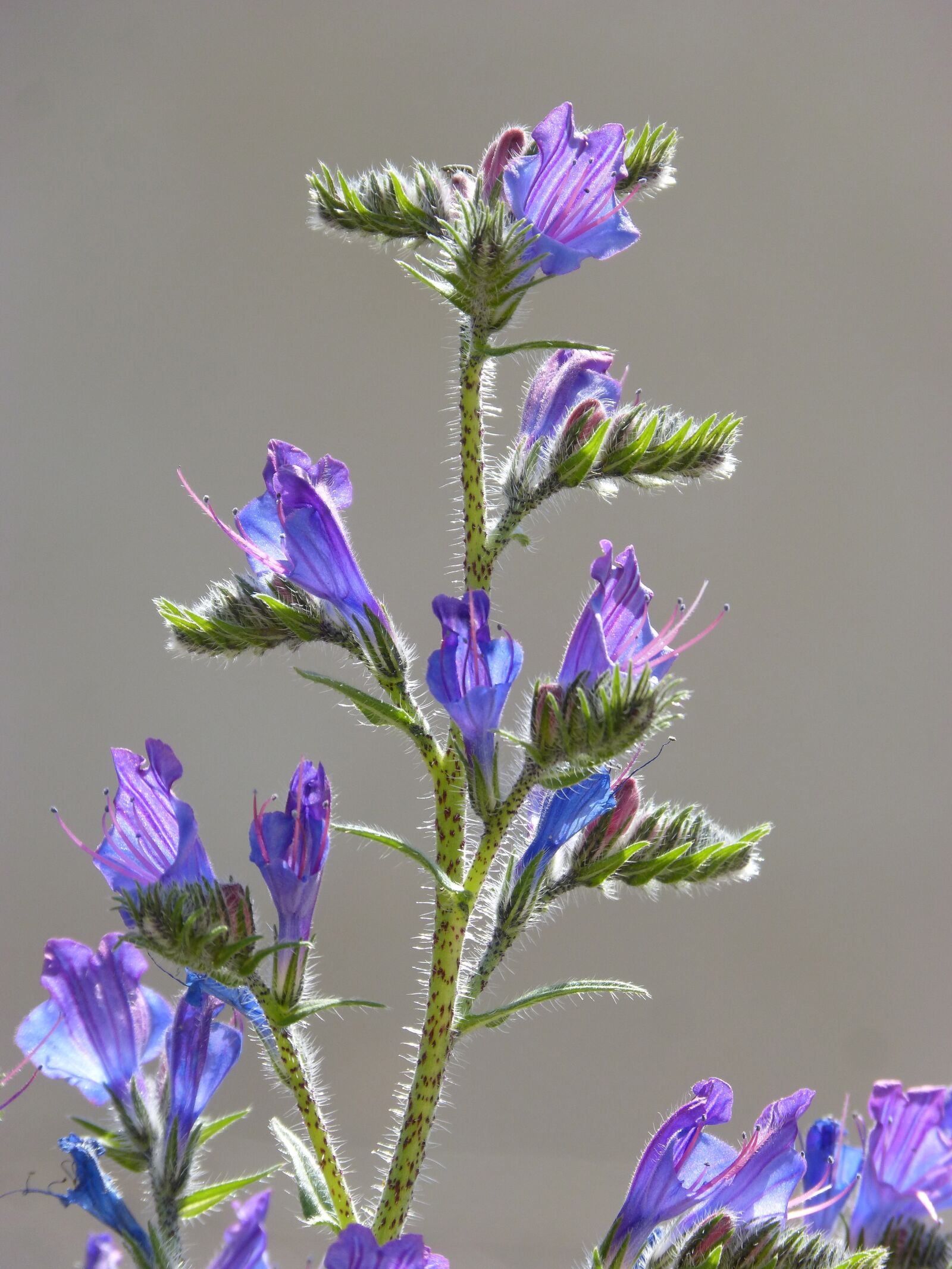 Panasonic DMC-FZ62 sample photo. Echium vulgare, ο, uglosa photography