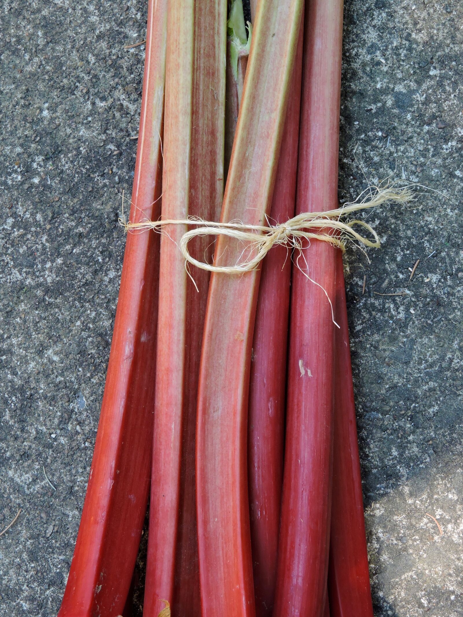 Nikon Coolpix P600 sample photo. Rhubarb, red rhubarb stems photography