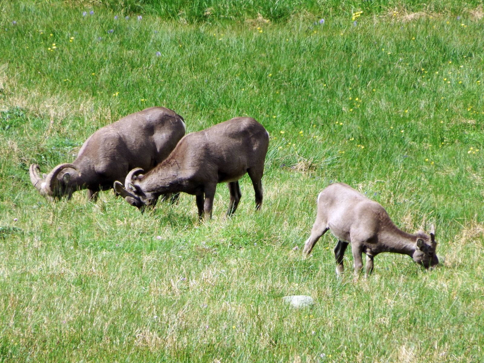 Fujifilm FinePix S1 sample photo. Bighorn sheep, herd, mountains photography