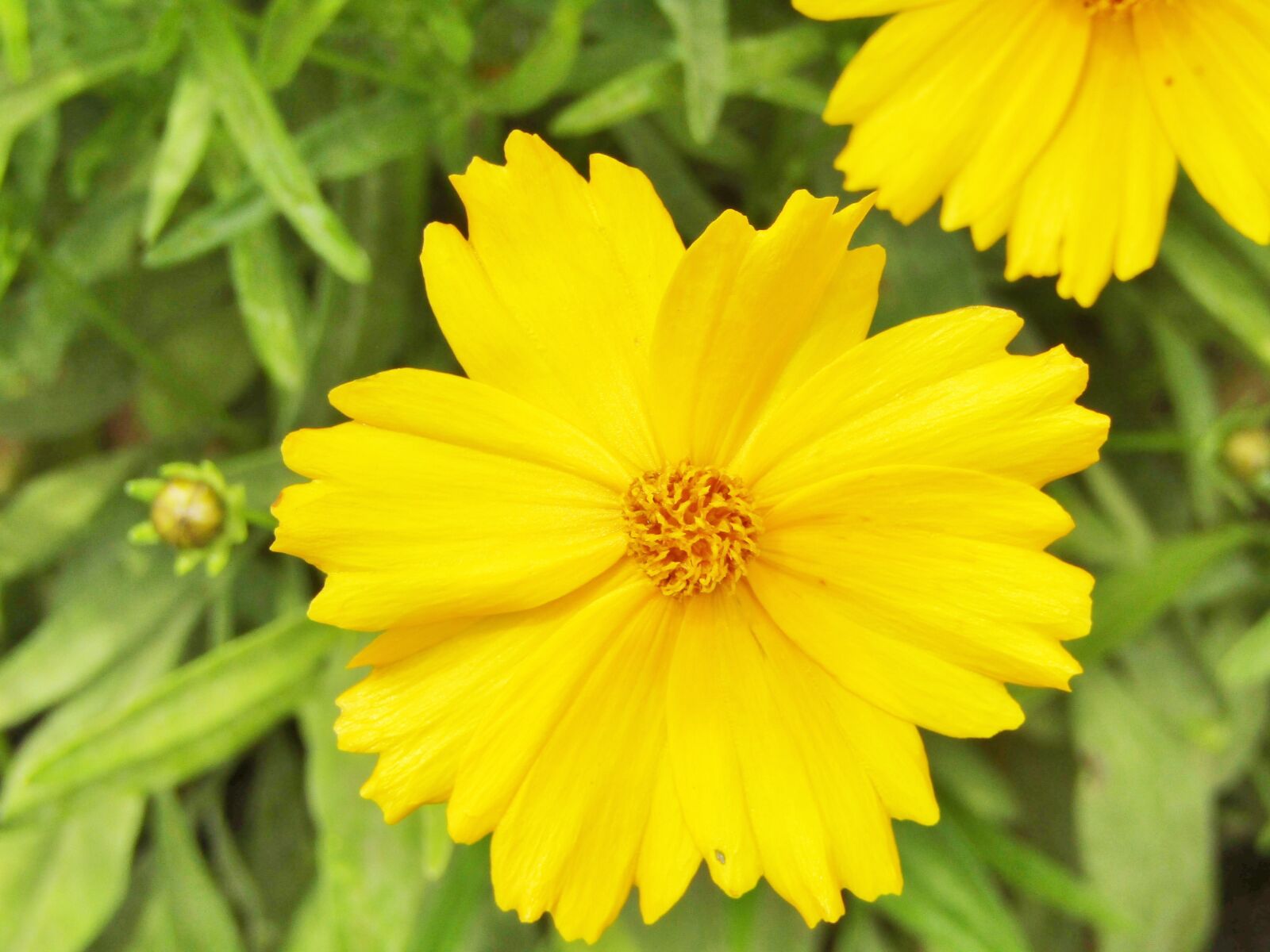 Canon POWERSHOT SX432 IS sample photo. Tick-seeds, coreopsis, large-flowered coreopsis photography