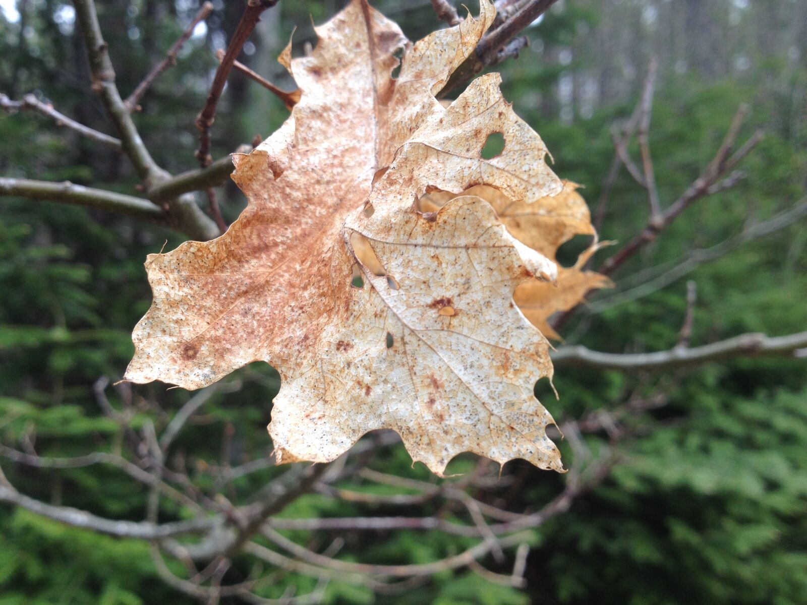 iPhone 4S back camera 4.28mm f/2.4 sample photo. Leaf, tree, branch, spring photography