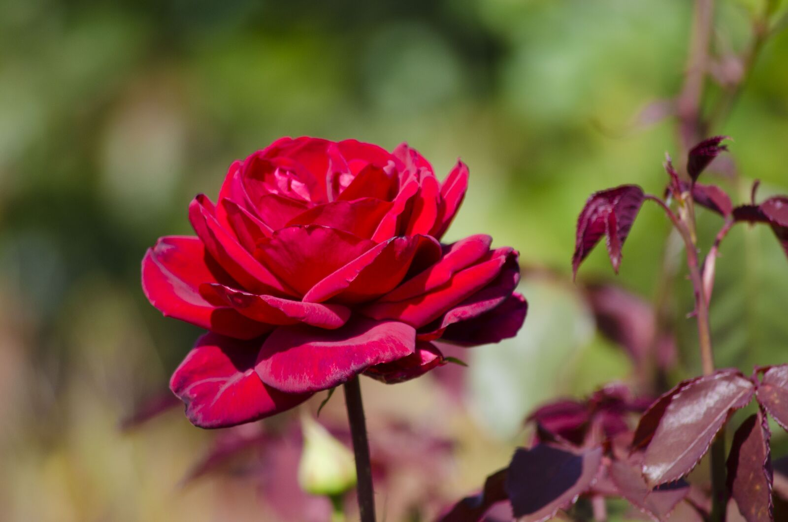 Nikon D5100 sample photo. Rose, flower, bloom photography