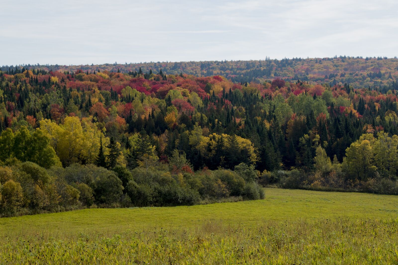 Canon EOS 7D Mark II sample photo. Nature, tree, landscape photography